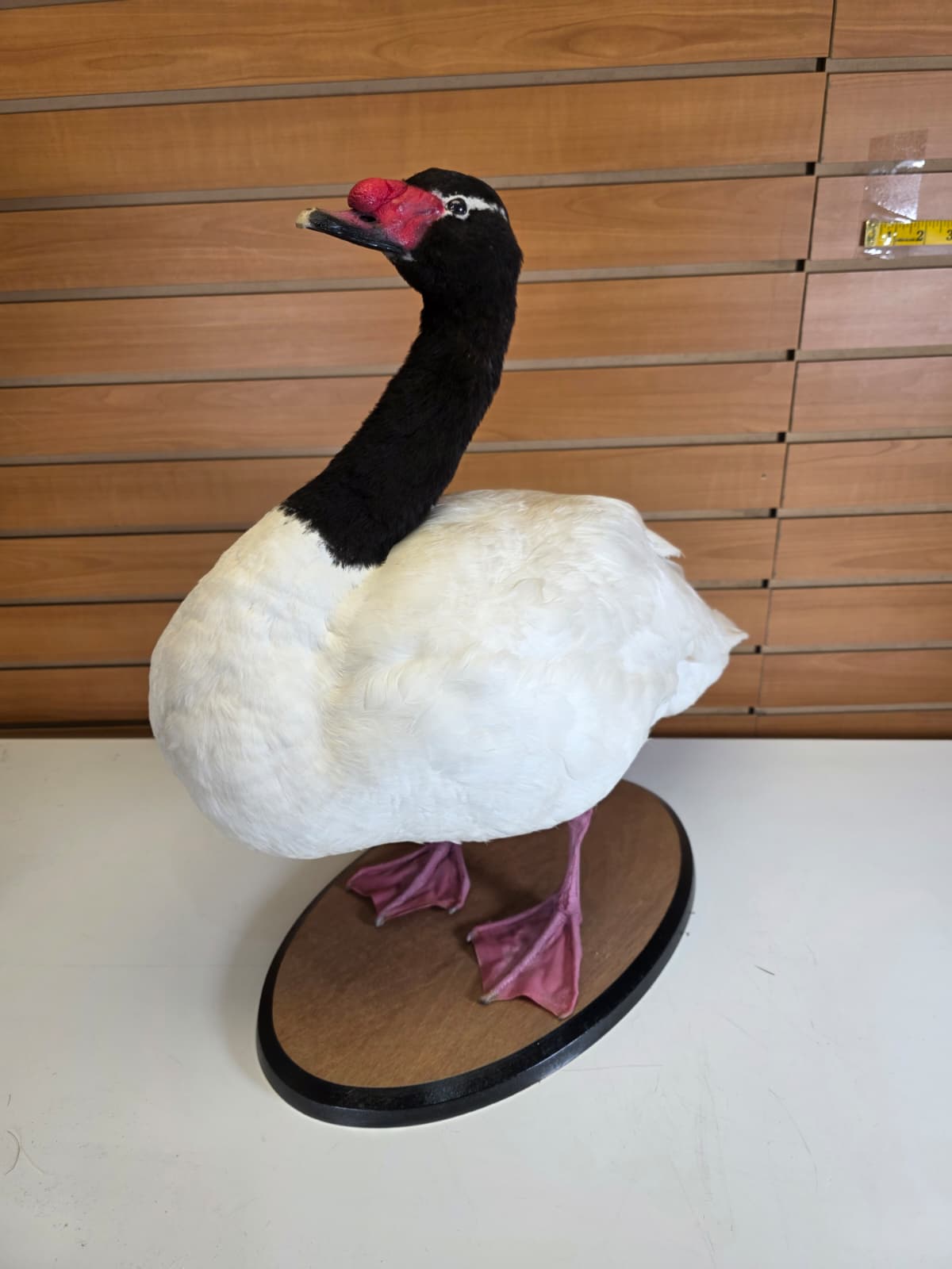 JTV302 - Taxidermy Black-Necked Swan – Arm Raised
