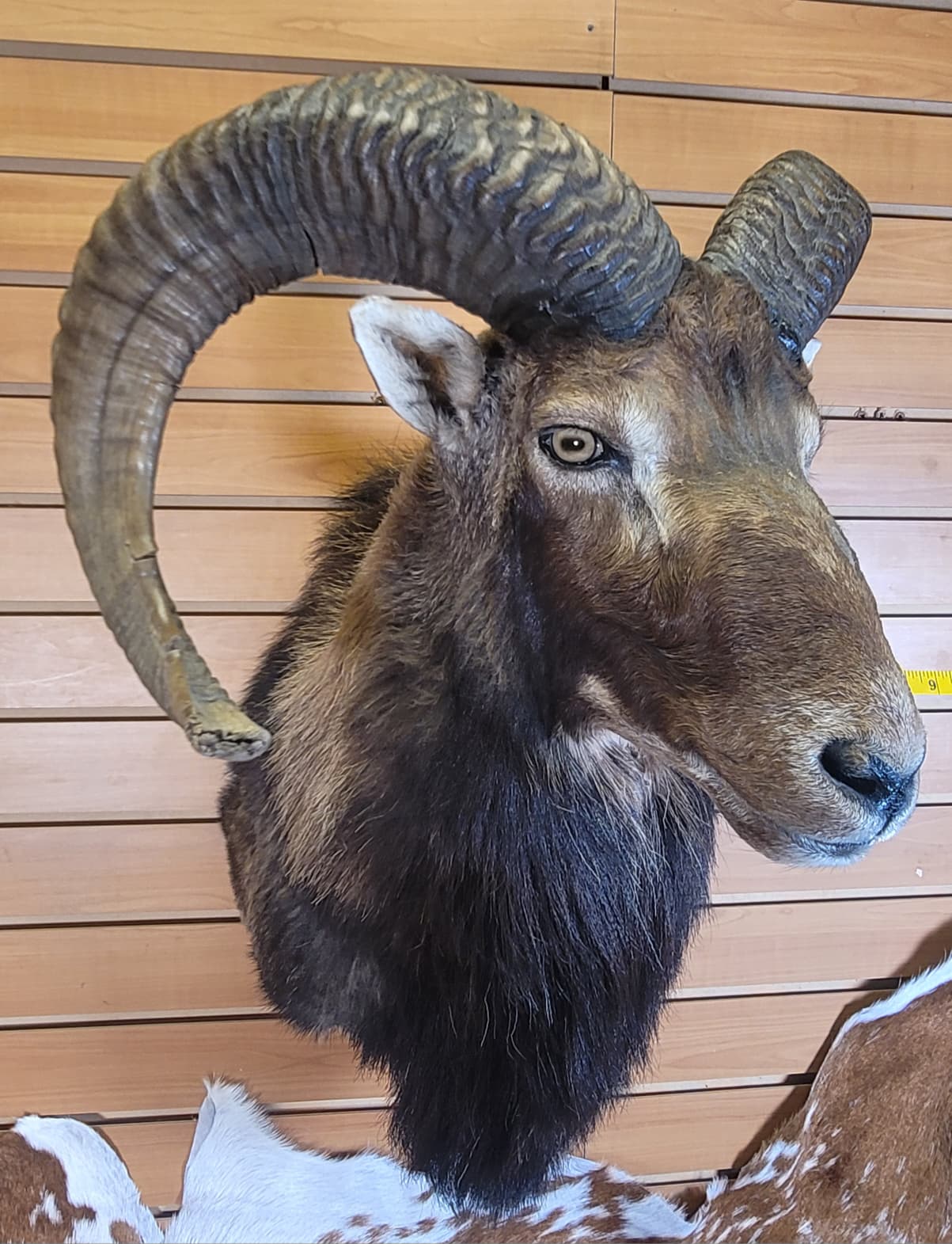 FHRAM300 - Mouflon Head – Taxidermy Mount