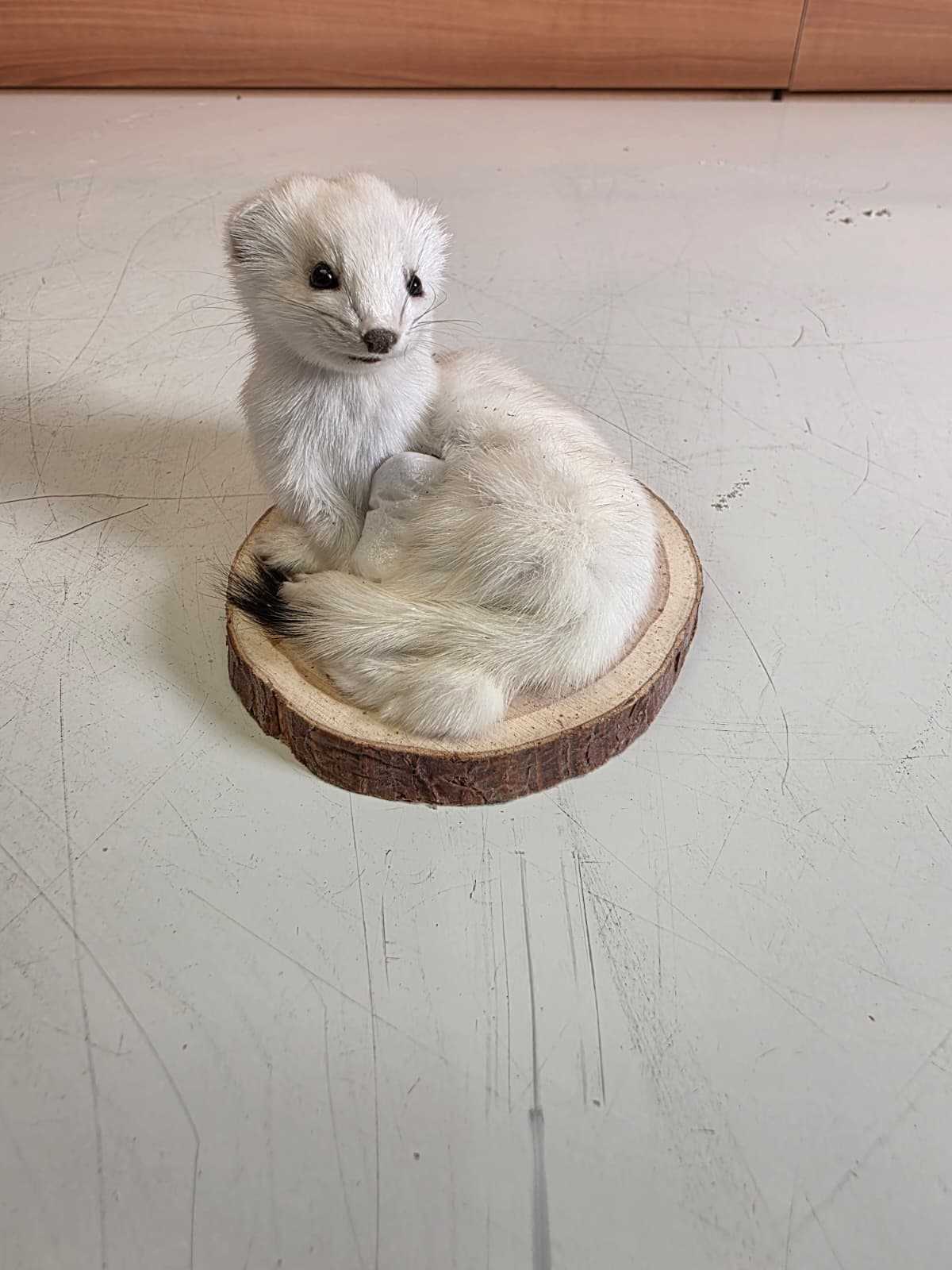 Fhck157 - Beautiful Adorable Weasel Ermine Small Animal Taxidermy