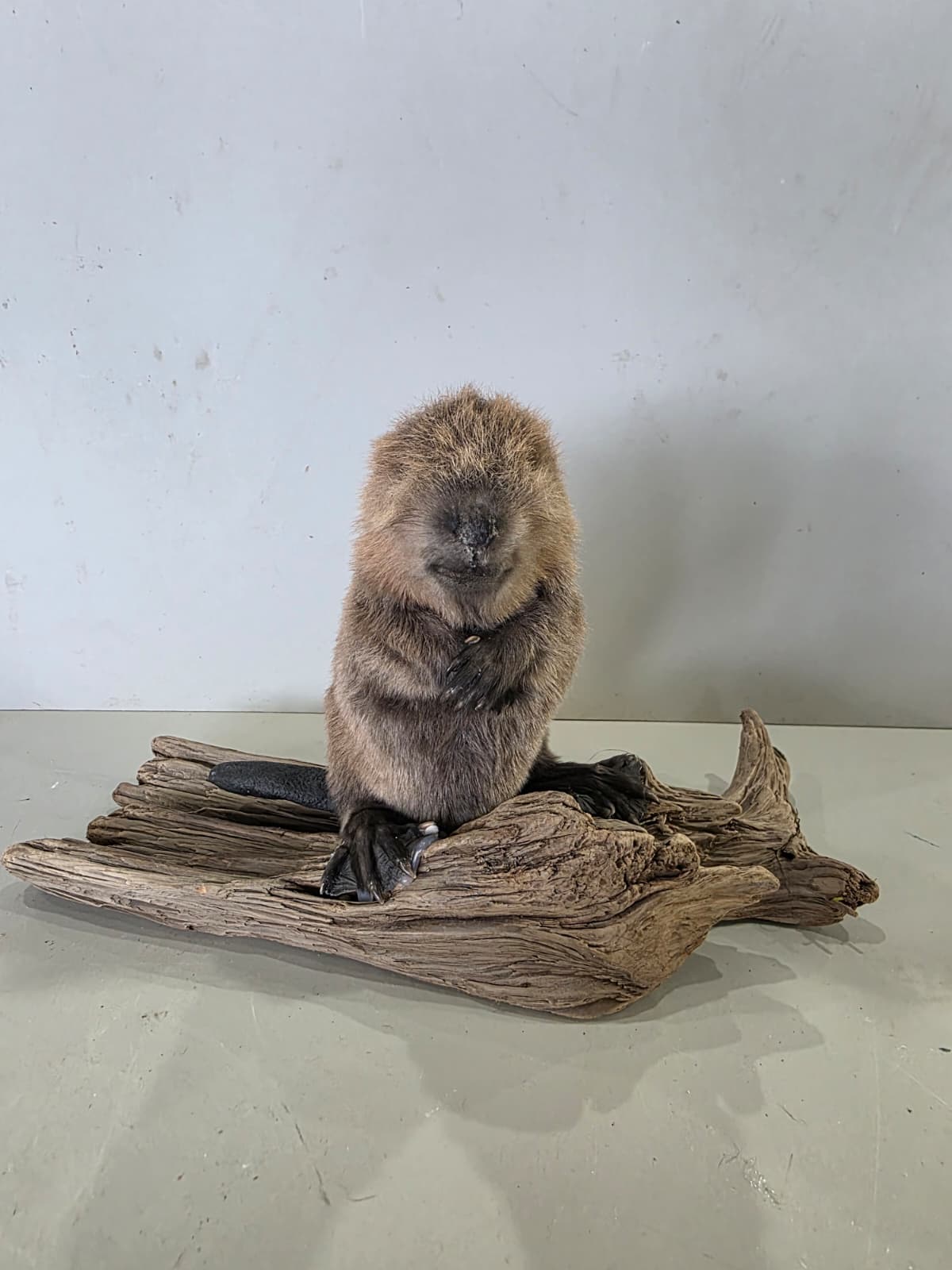 Fhck170 - Baby Beaver Taxidermy Mount – Lifelike Woodland Display