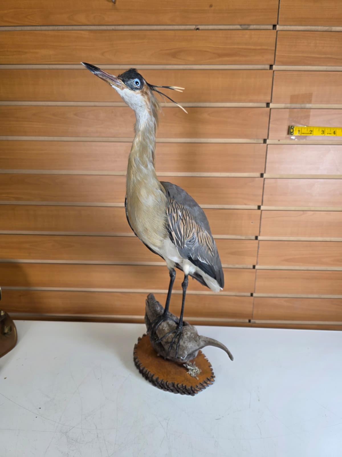 Fhab34 - Whistling Heron – Taxidermy Mount
