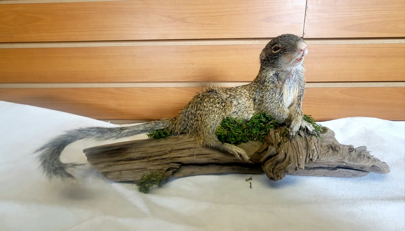 FHSQ300 - Franklin’s Ground Squirrel – Full Body Taxidermy Mount