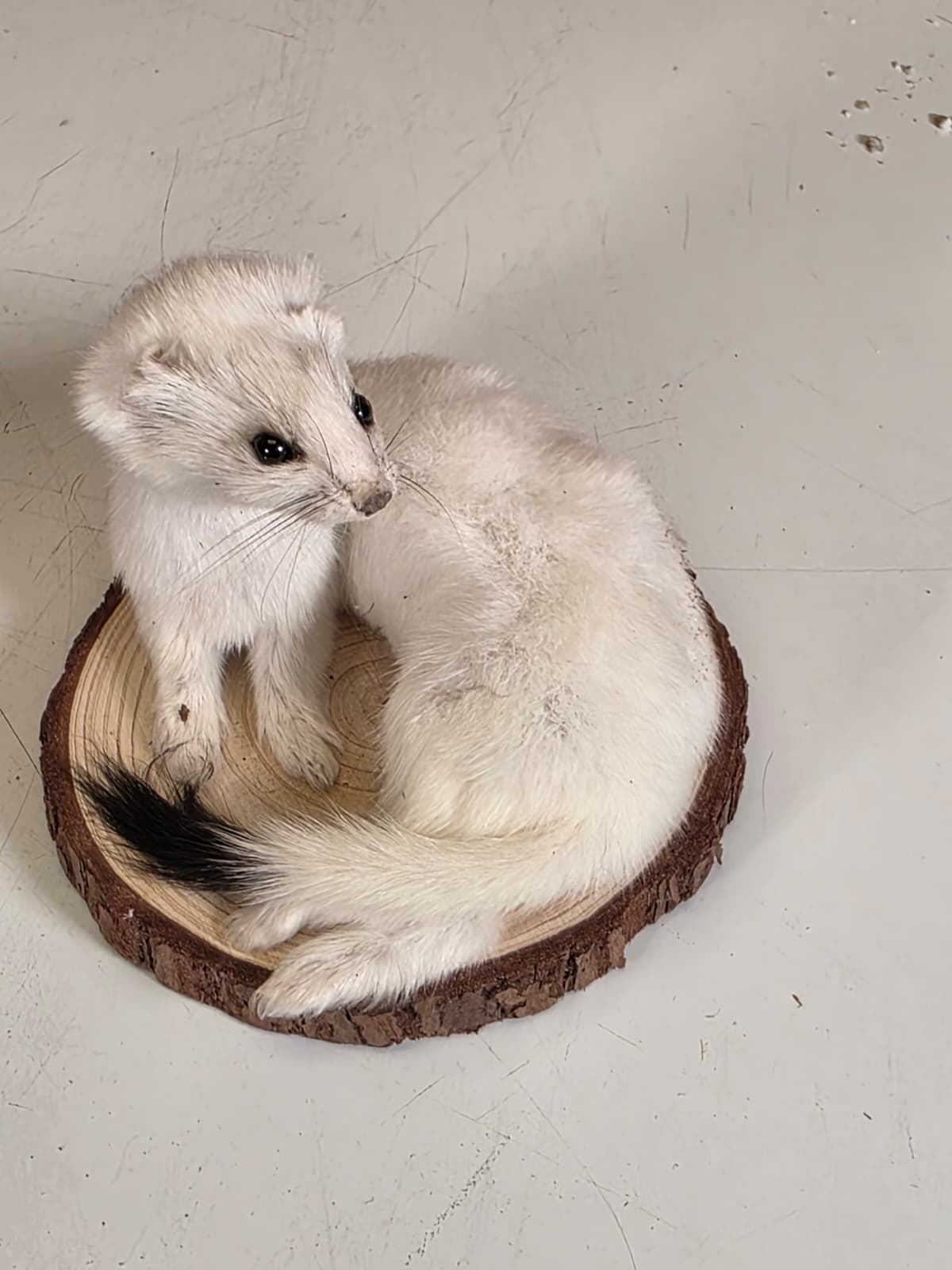 Fhck160 - Beautiful Adorable Weasel Ermine Small Animal Taxidermy