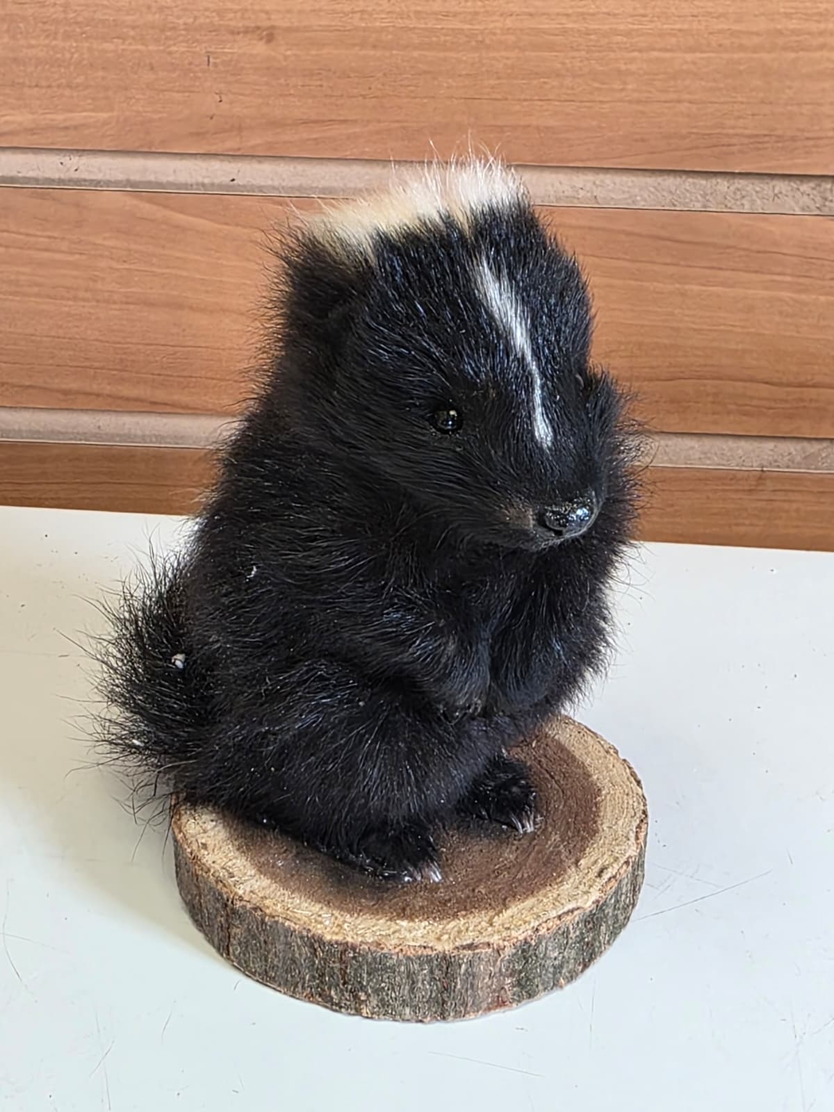 FHCK142 - baby skunk taxidermy mount