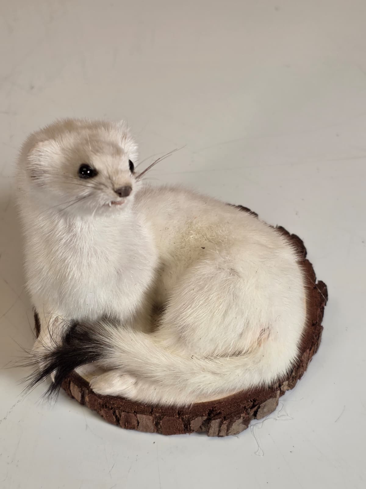 Fhck152 - Beautiful Adorable Weasel Ermine Small Animal Taxidermy