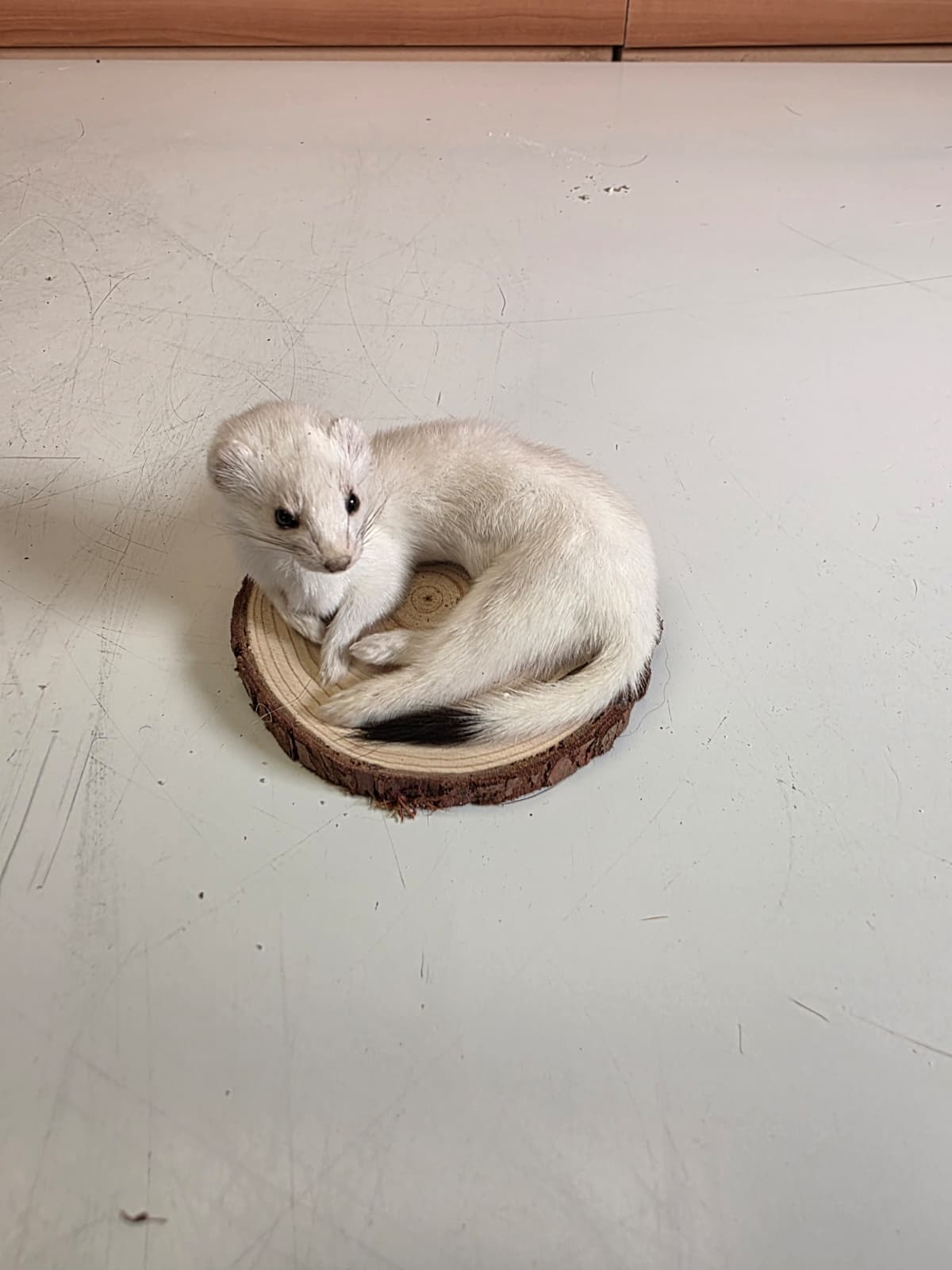 Fhck158 - Beautiful Adorable Weasel Ermine Small Animal Taxidermy