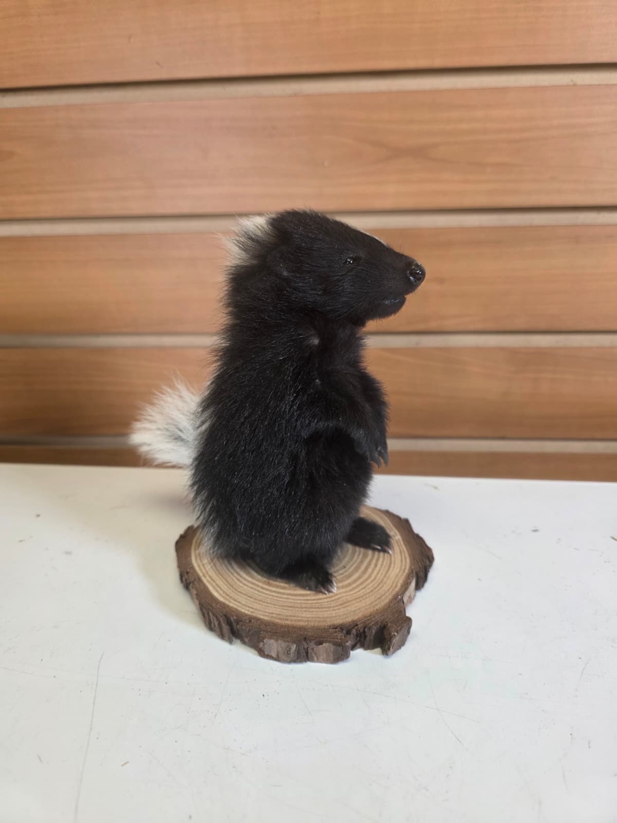 FHCK143 - baby skunk taxidermy mount