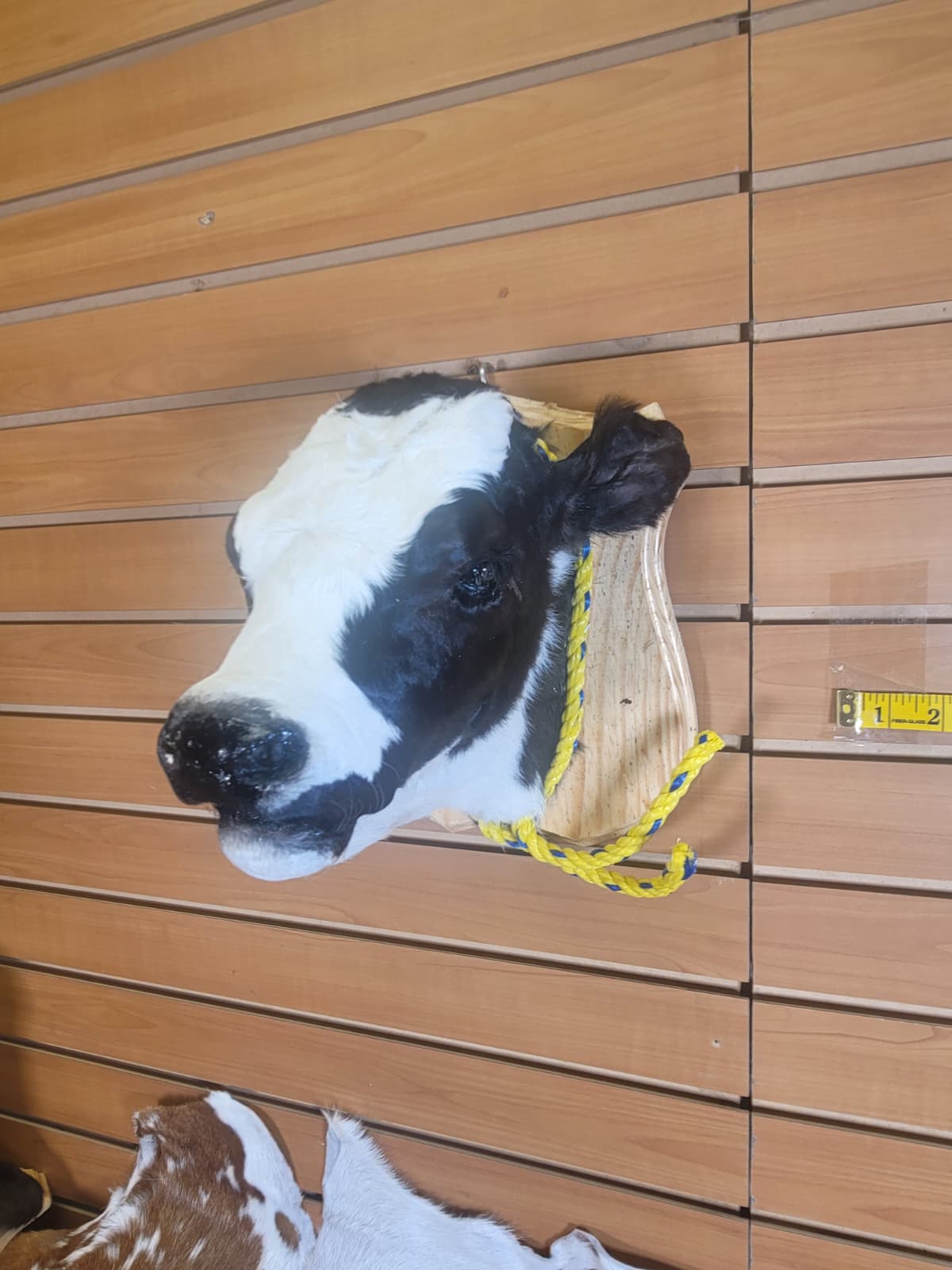 FHCOW307 - Mounted Calf Head – Taxidermy