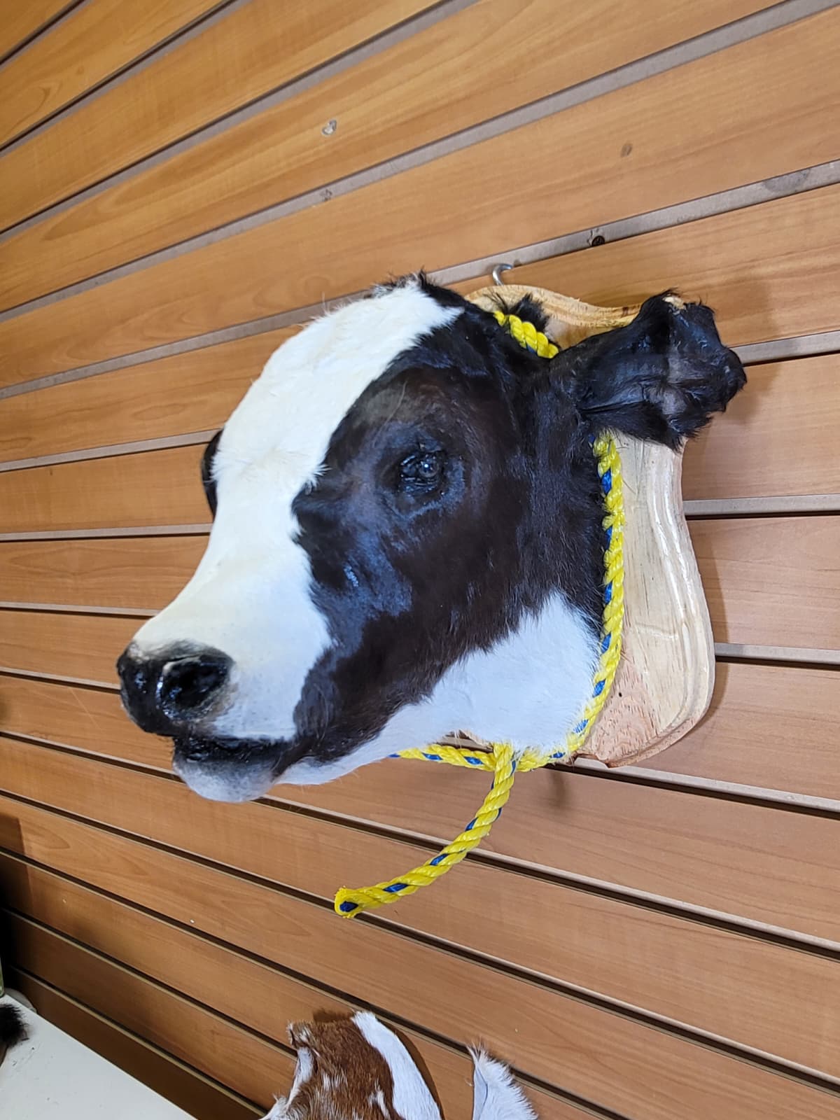 FHCOW303 - Mounted Calf Head – Taxidermy