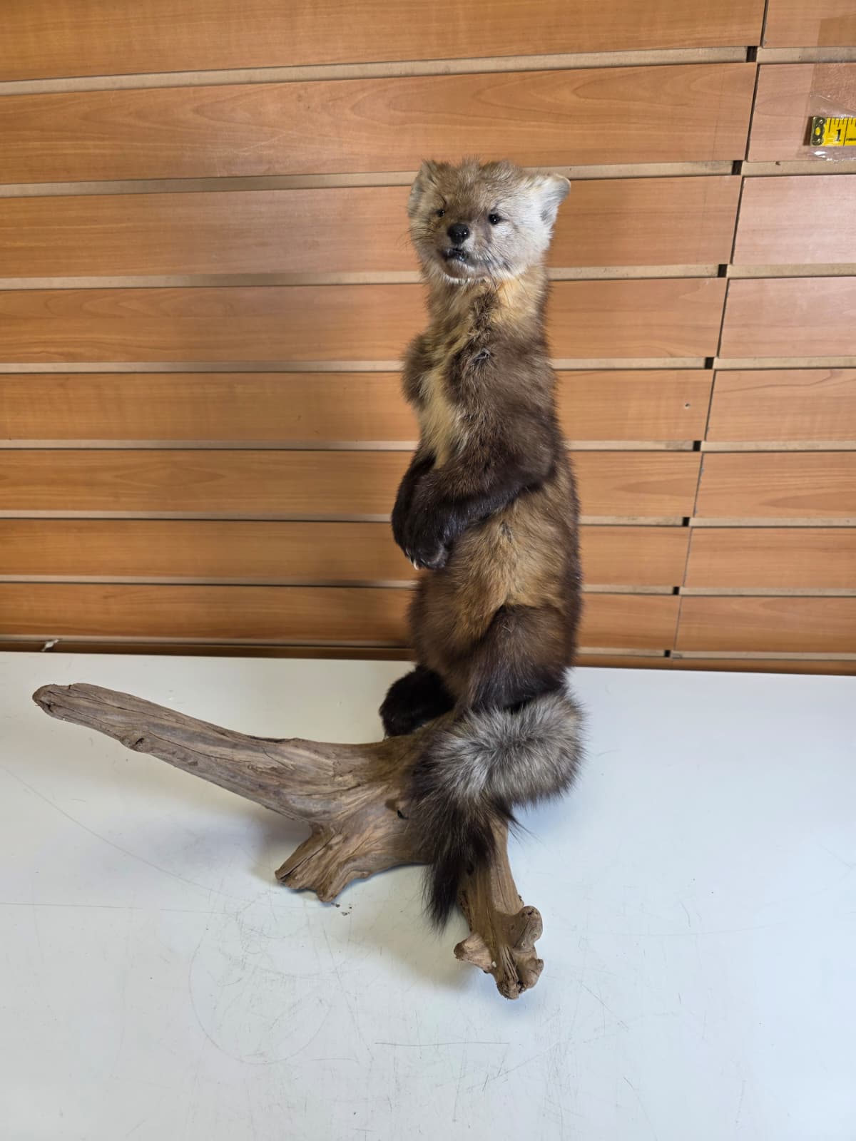 Fhck153 - Taxidermy Marten full body mount