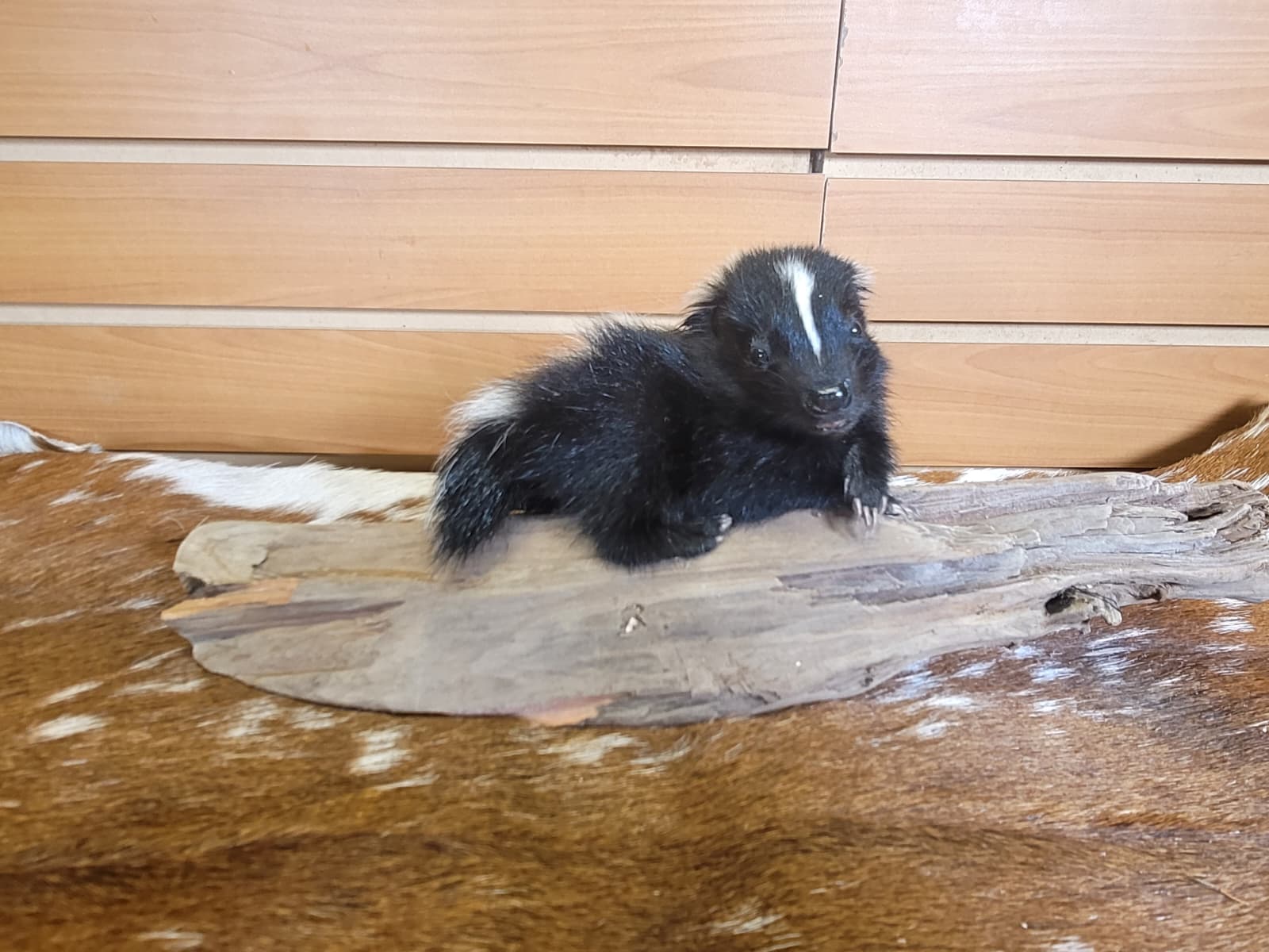 FHSKU311 - Full-Body baby Skunk Taxidermy Mount