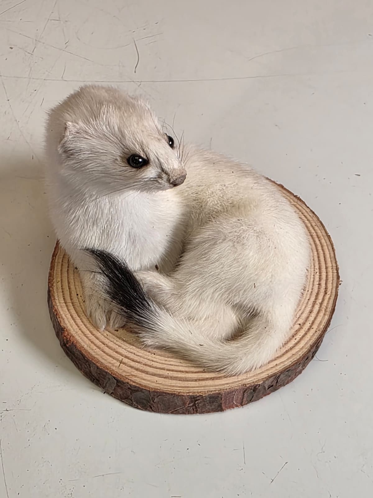 Fhck162 - Beautiful Adorable Weasel Ermine Small Animal Taxidermy