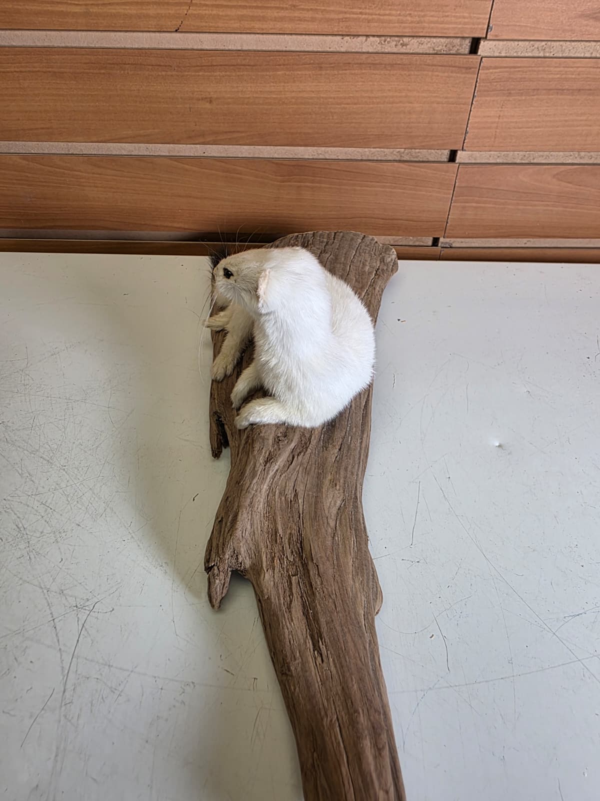 Fhweas38 - Ermine (Stoat) Taxidermy Mount – Elegant Winter White Display