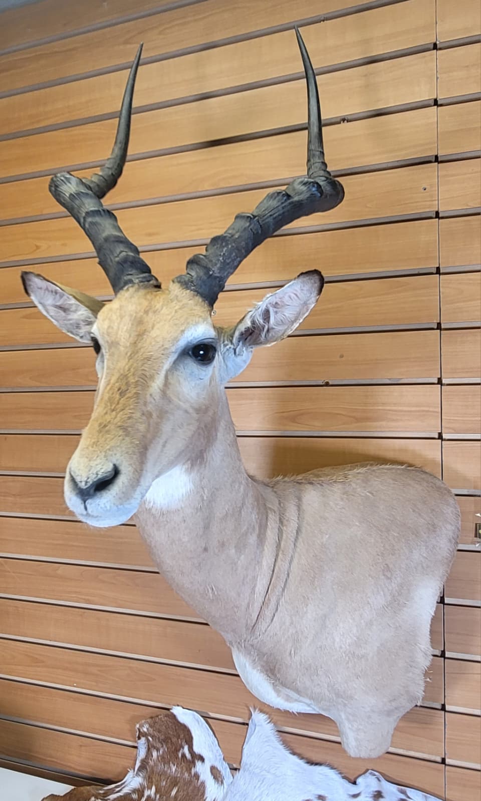 FHFF300 - Impala Head (Aepyceros melampus) – Taxidermy Mount