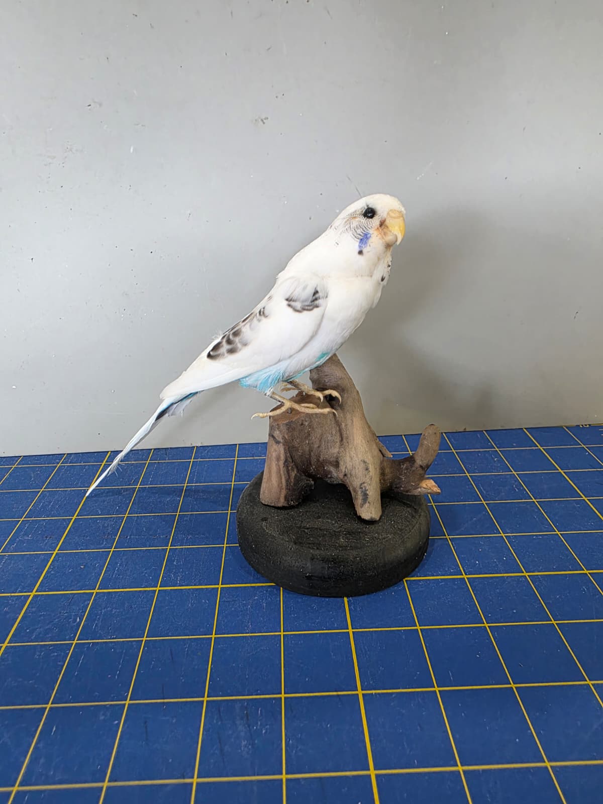 Fhyen4 - Parakeet Taxidermy Mount – Lifelike Decorative Display