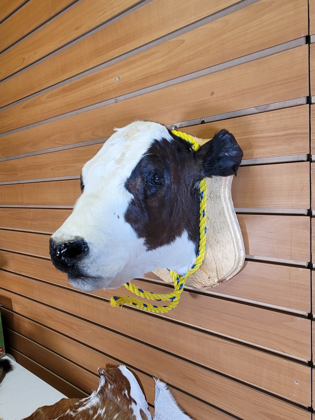 FHCOW302 - Mounted Calf Head – Taxidermy