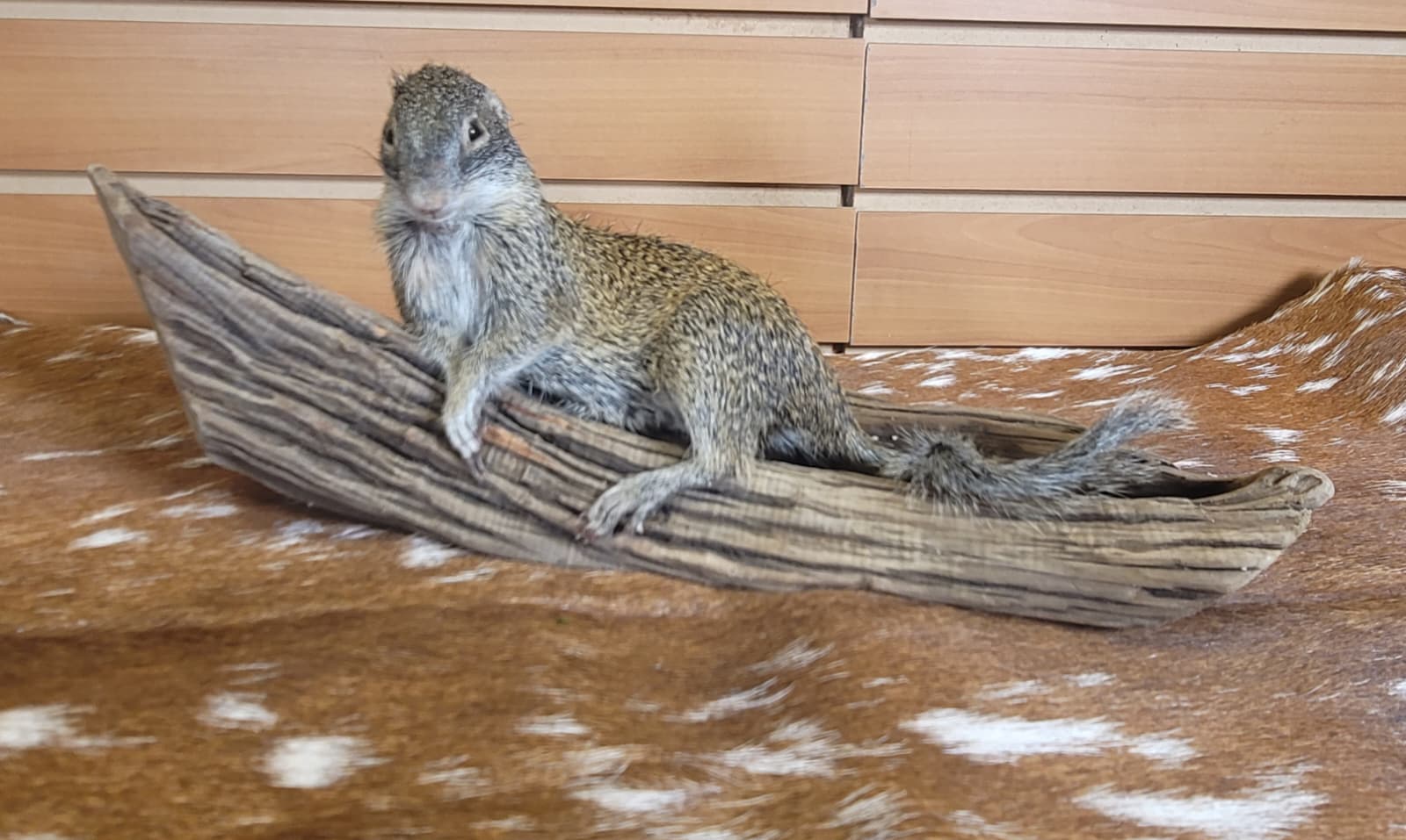 FHSQ306 - Franklin’s Ground Squirrel – Full Body Taxidermy Mount
