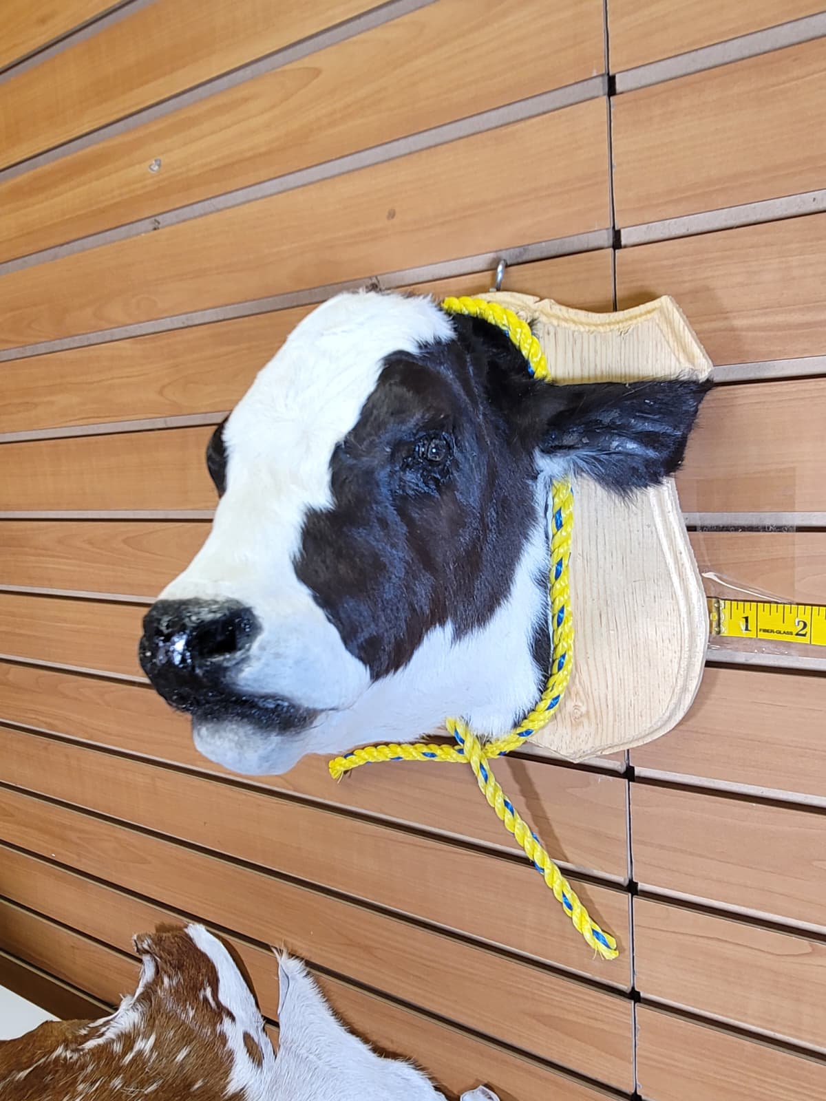 FHCOW306 - Mounted Calf Head – Taxidermy