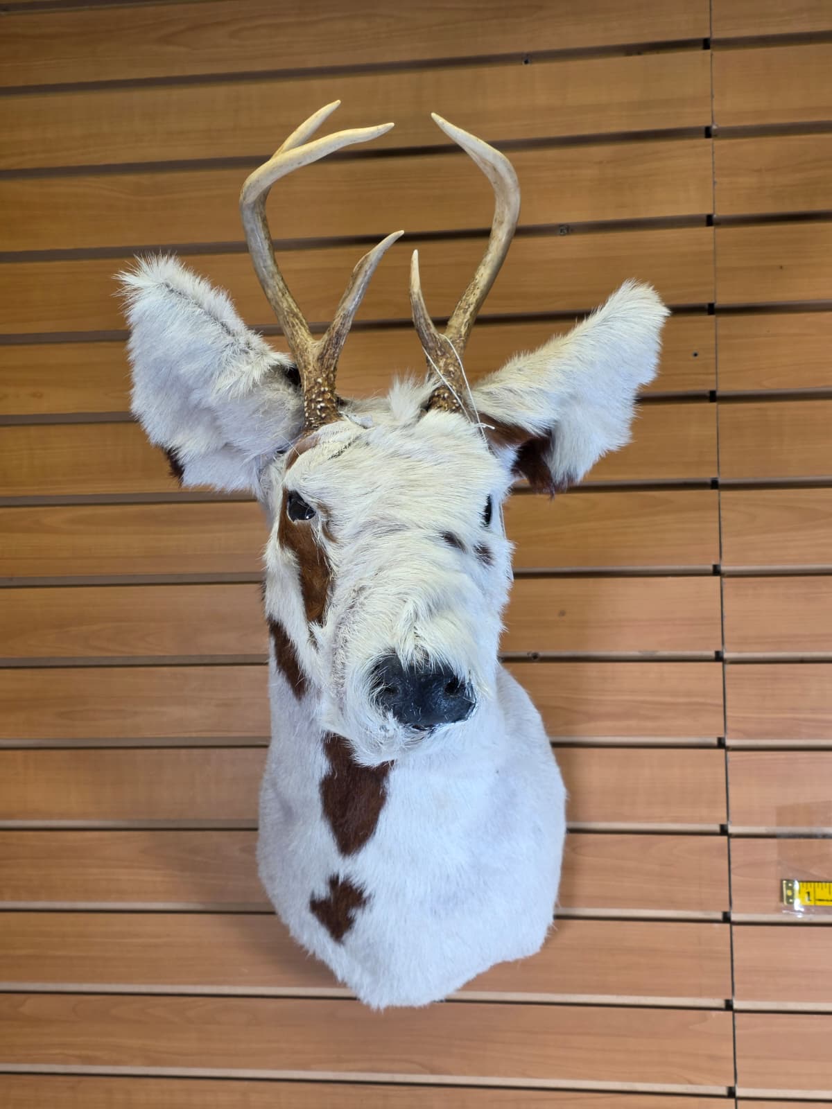 Jtv113 - replica Spotted Deer – Taxidermy Mount