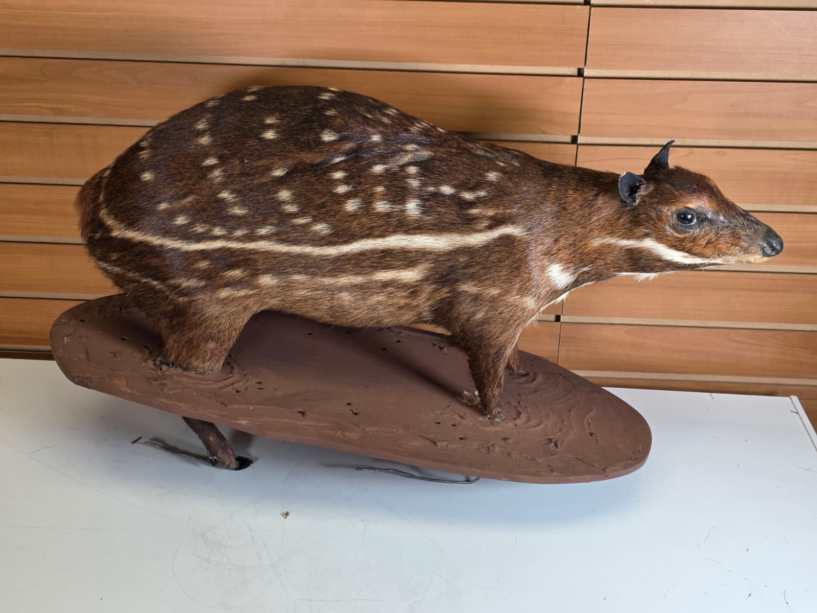 FHAB32 - Taxidermy Lowland Paca