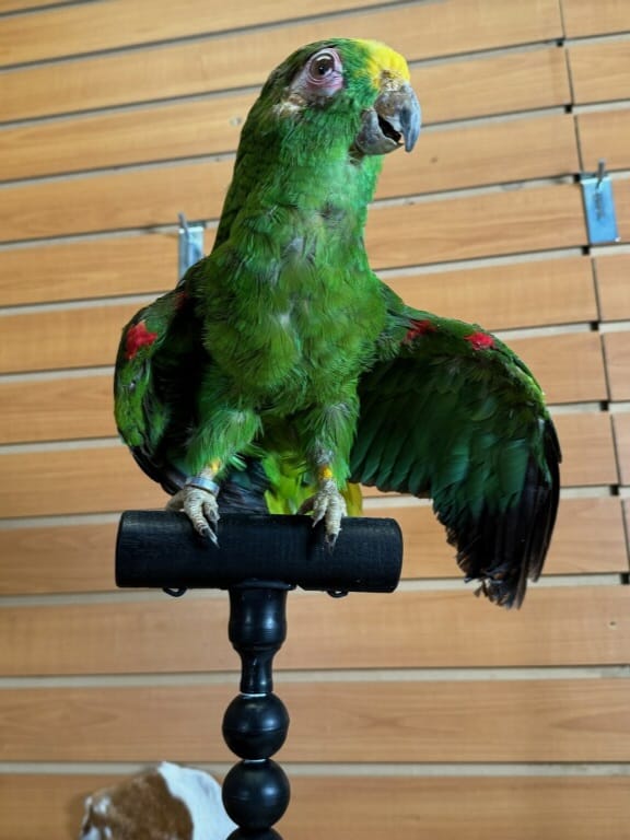 FHPAR301 - Yellow-crowned Amazon – Taxidermy Mount