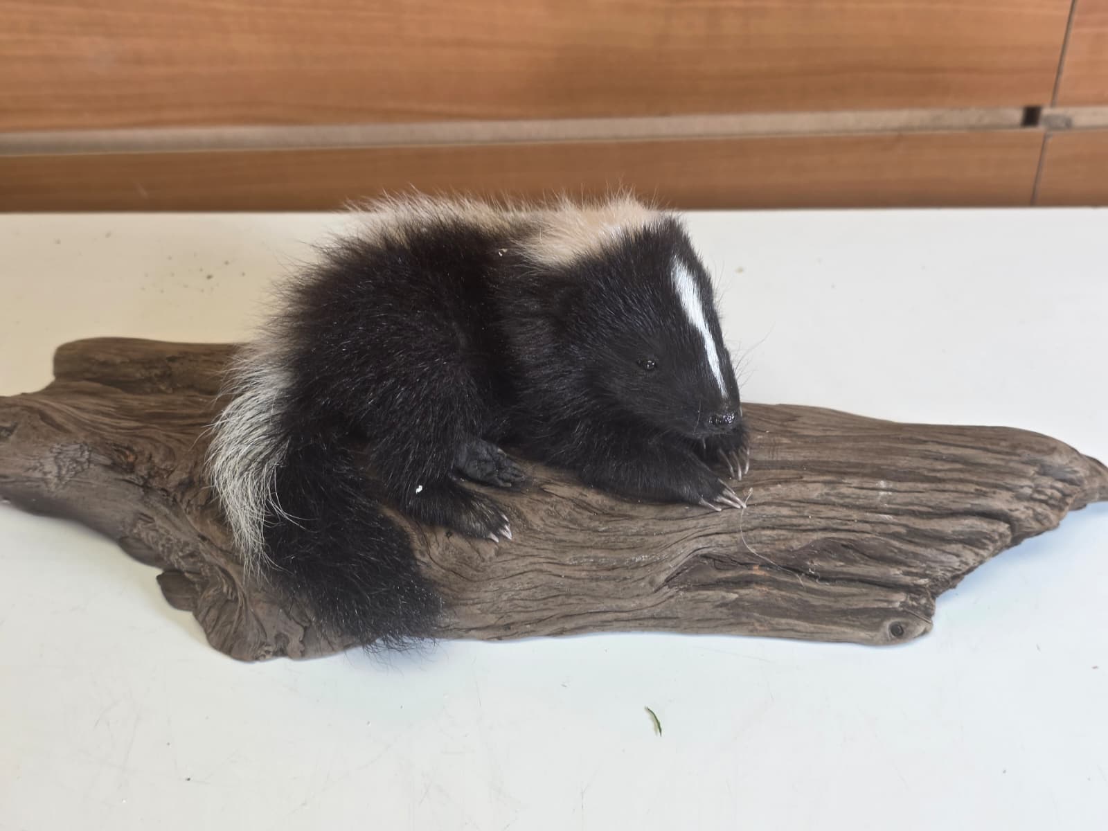 FHCK150 - baby skunk taxidermy mount