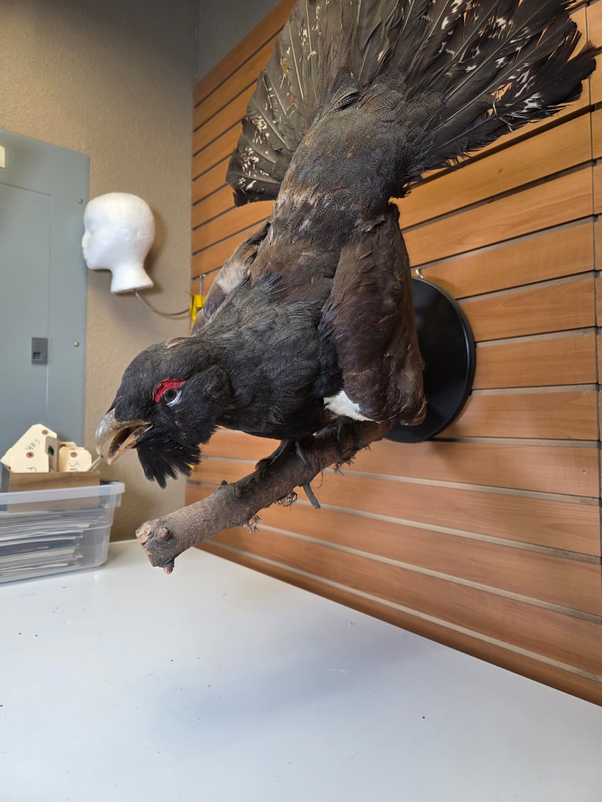 Jtv301 - Taxidermy Western Capercaillie – Male (Cock Grouse)