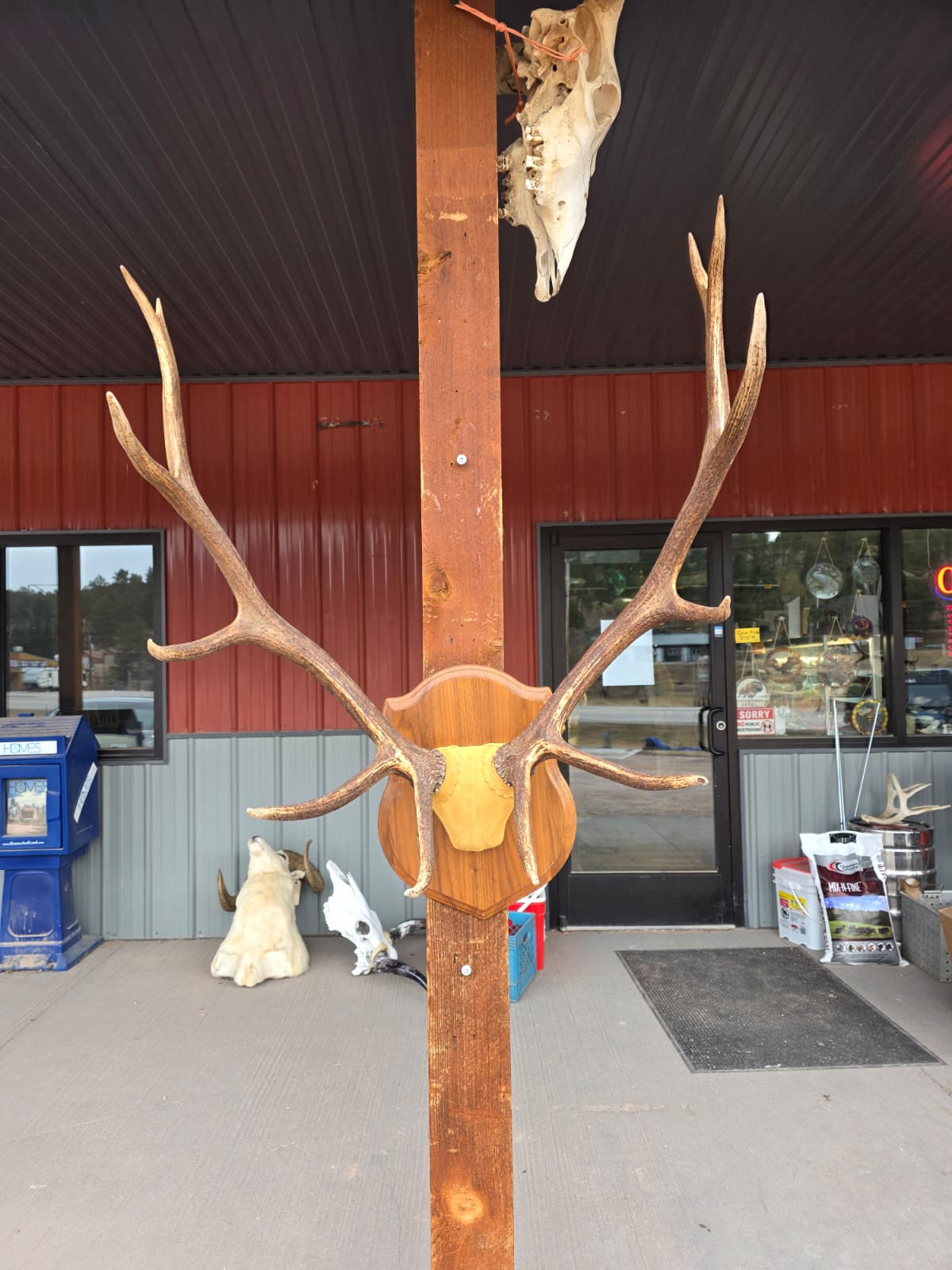 FHAB28 - Taxidermy Elk Antler