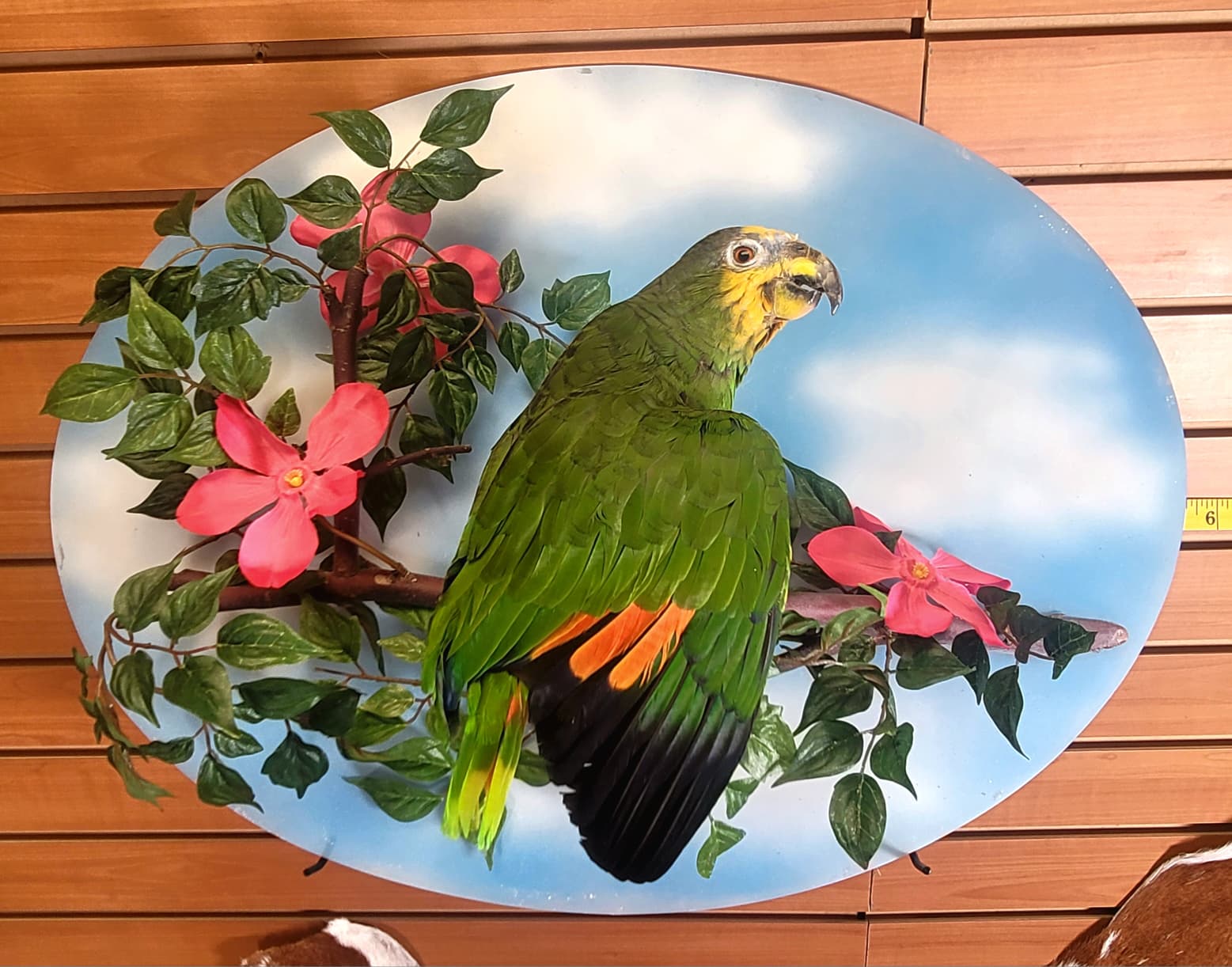FHPAR300 - Orange-winged Amazon Parrot – Taxidermy Mount with Display Dome