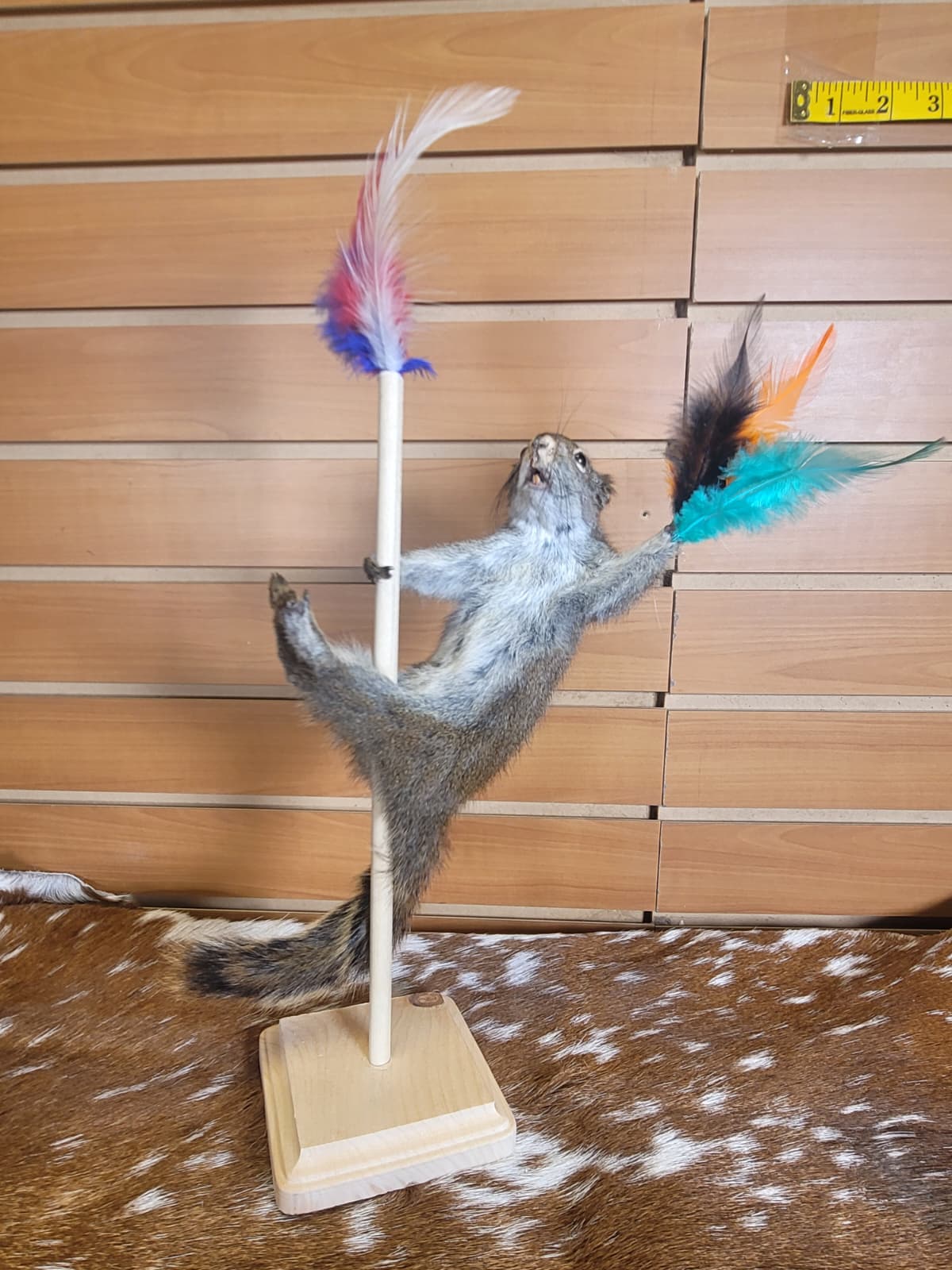 FHSQ301 - Stripping American Red Squirrel Taxidermy Mount