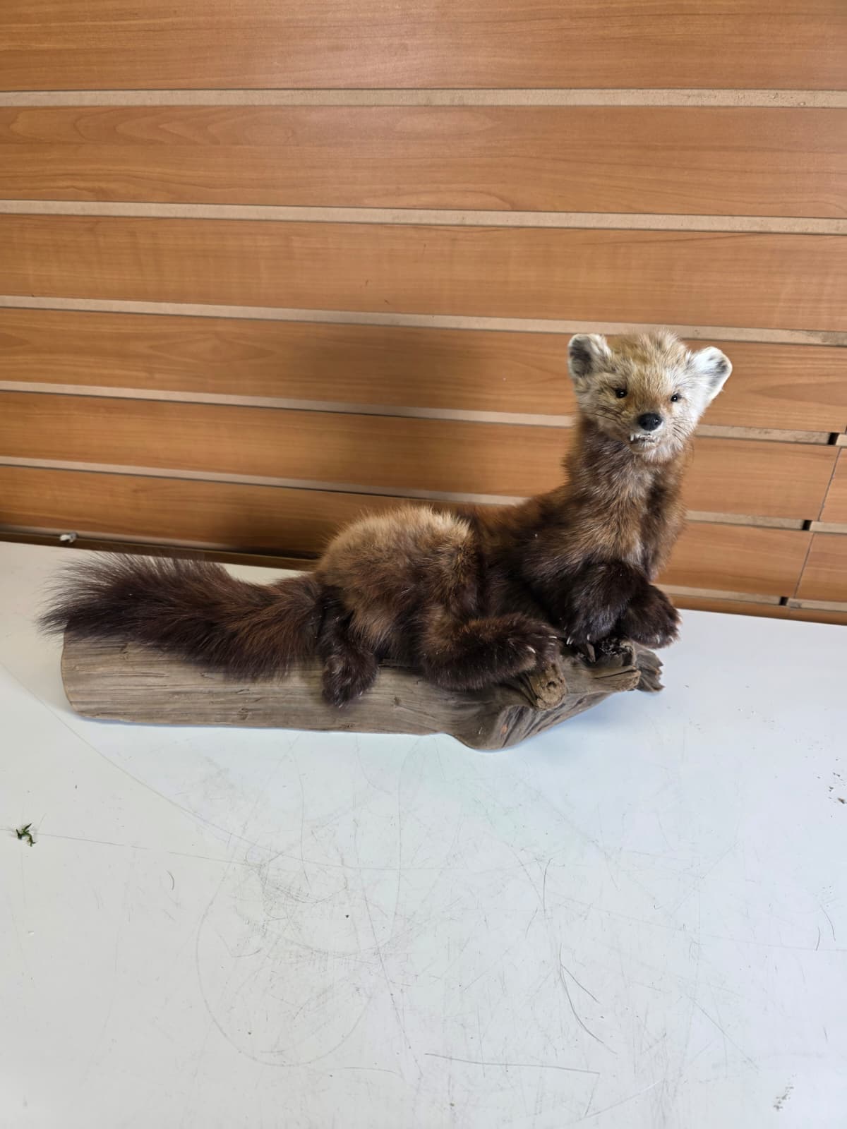 Fhck156 - Taxidermy Marten full body mount