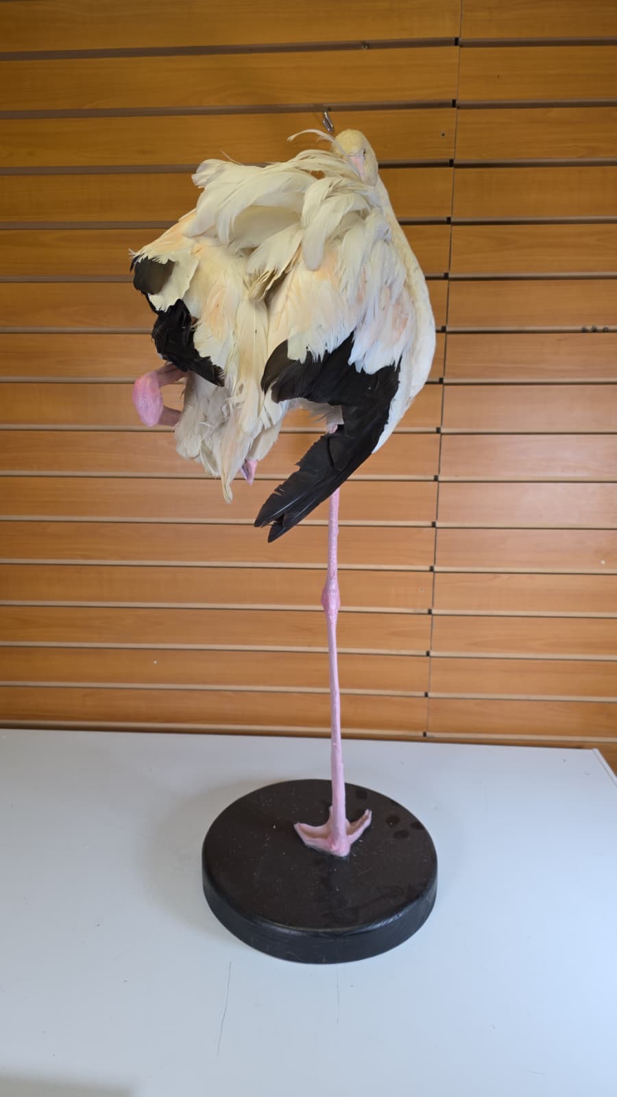 Fhab36 - Chilean Flamingo Full Mount