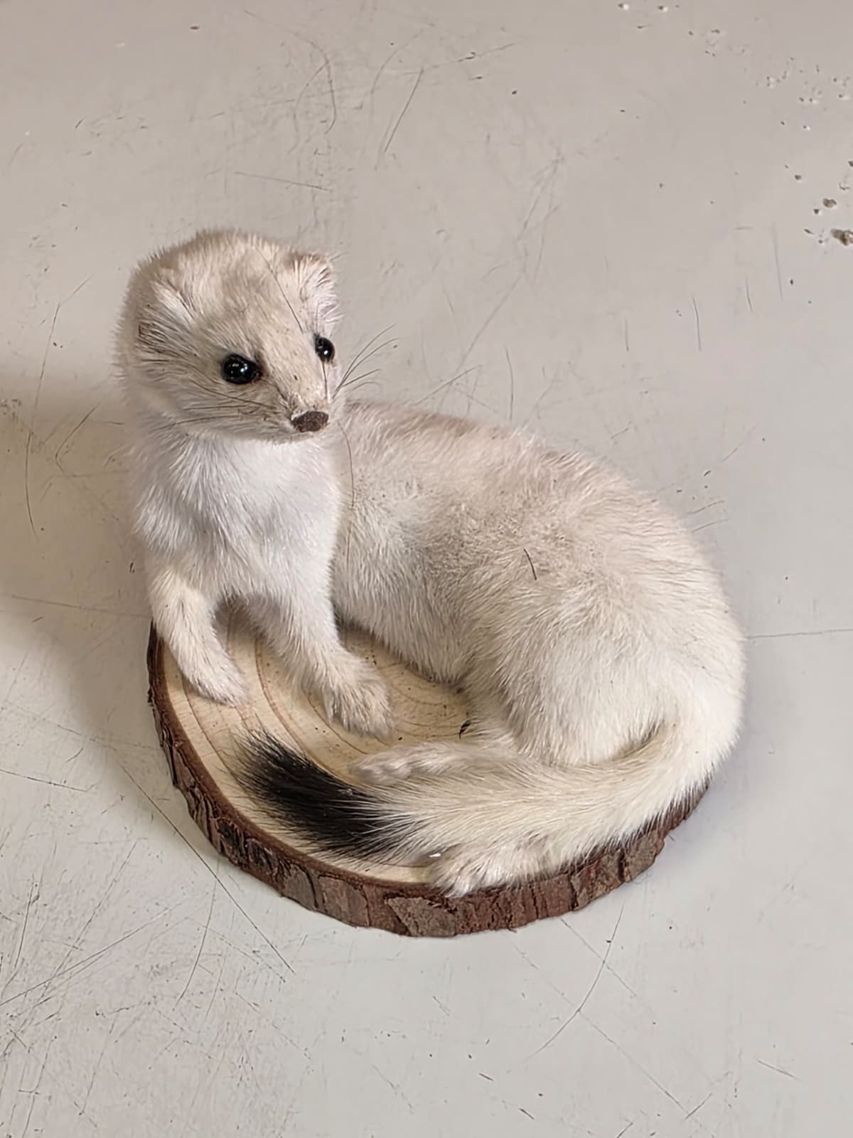 Fhck159 - Beautiful Adorable Weasel Ermine Small Animal Taxidermy