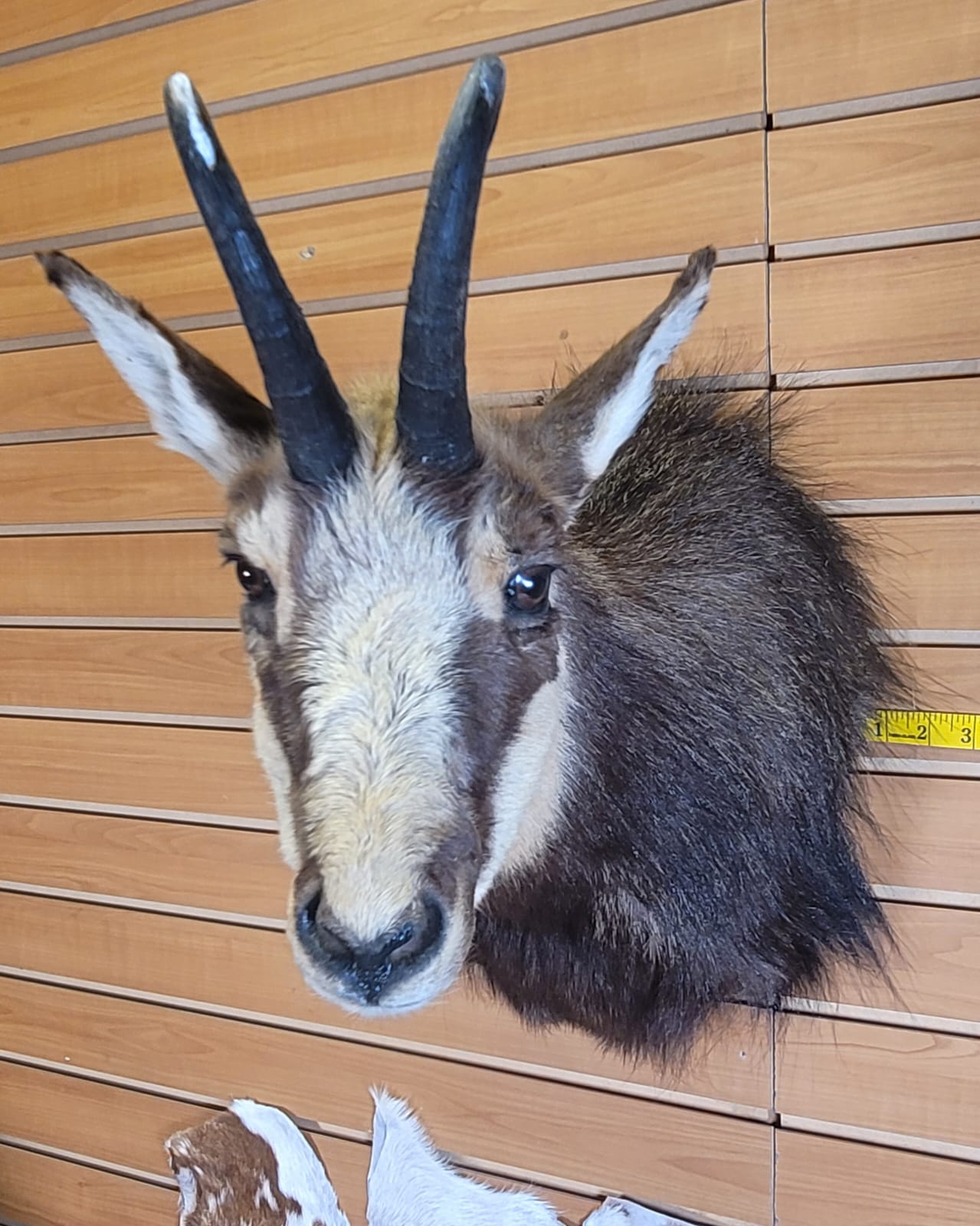 FHGOA301 - Chamois Head – Taxidermy Mount