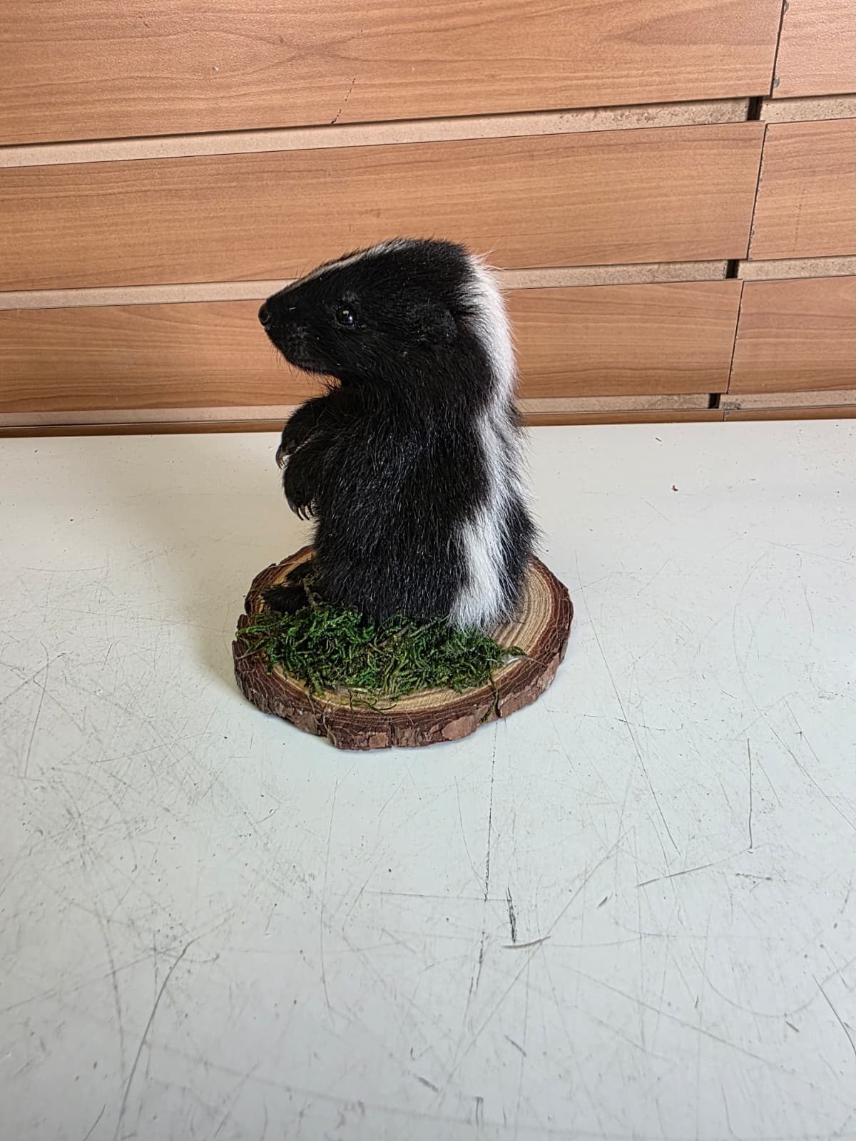 Fhck173 - baby skunk taxidermy mount