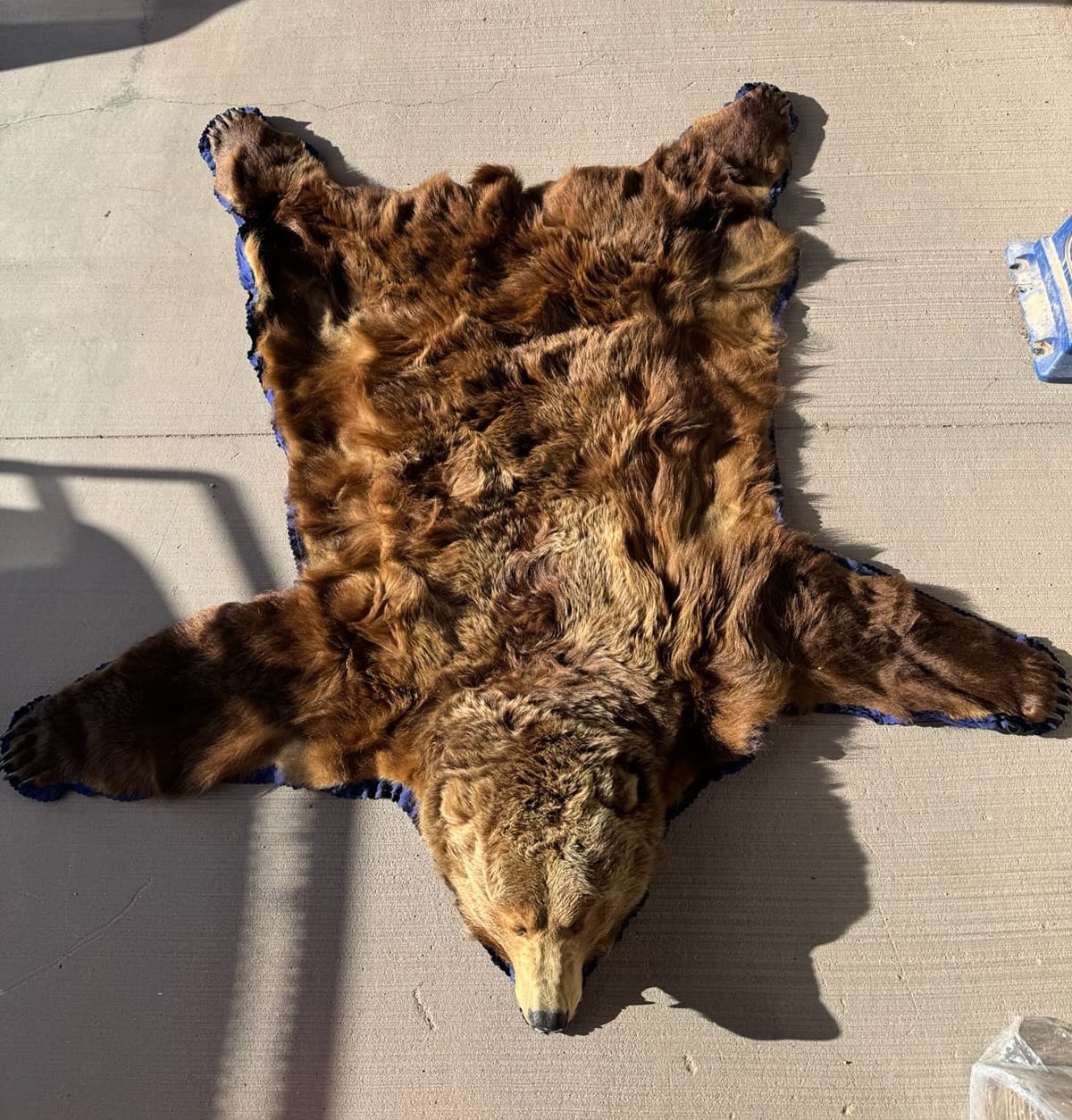 FHRUG301 - Brown Bear Rug Taxidermy