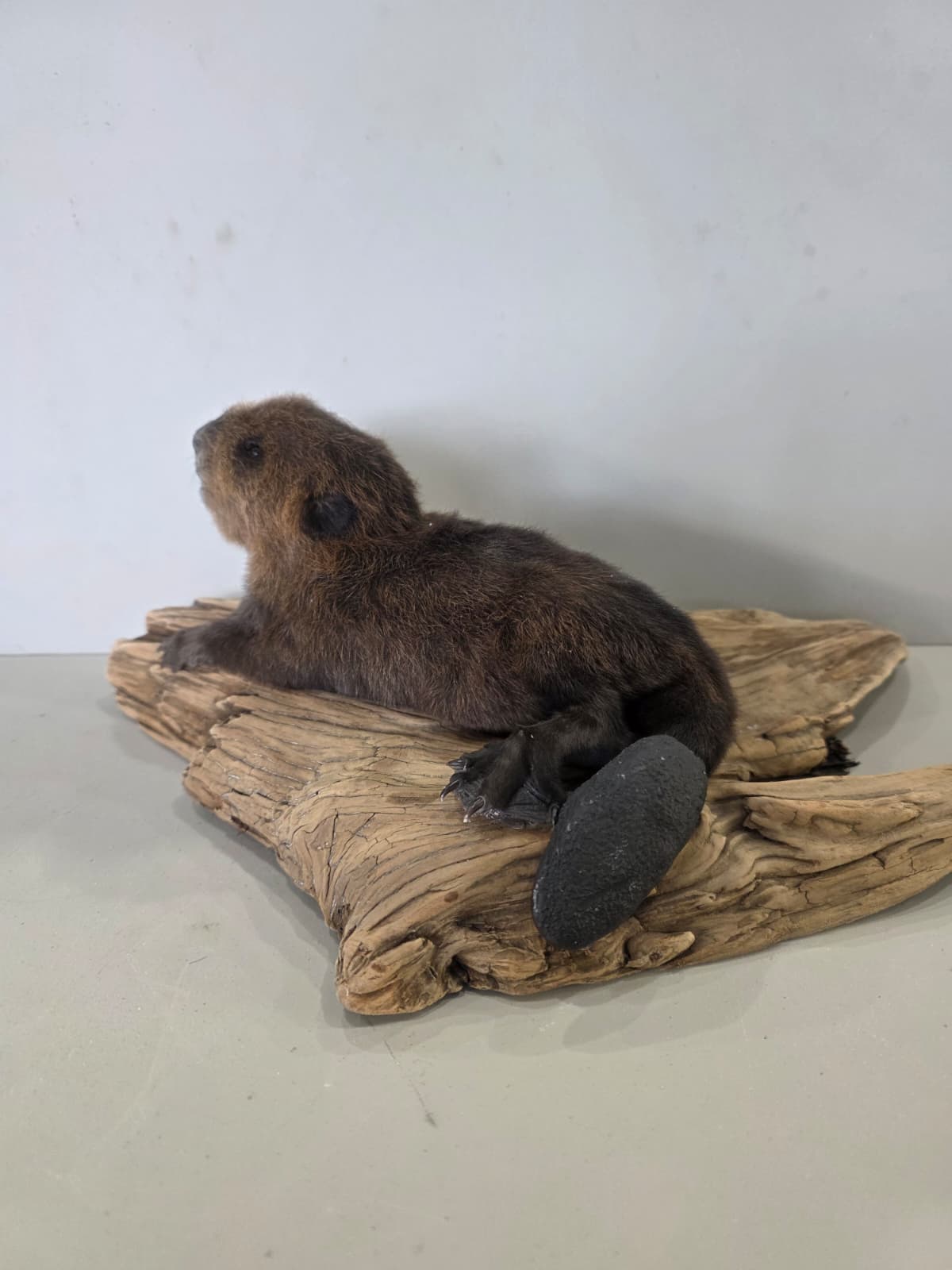 Fhck167 - Baby Beaver Taxidermy Mount – Lifelike Woodland Display