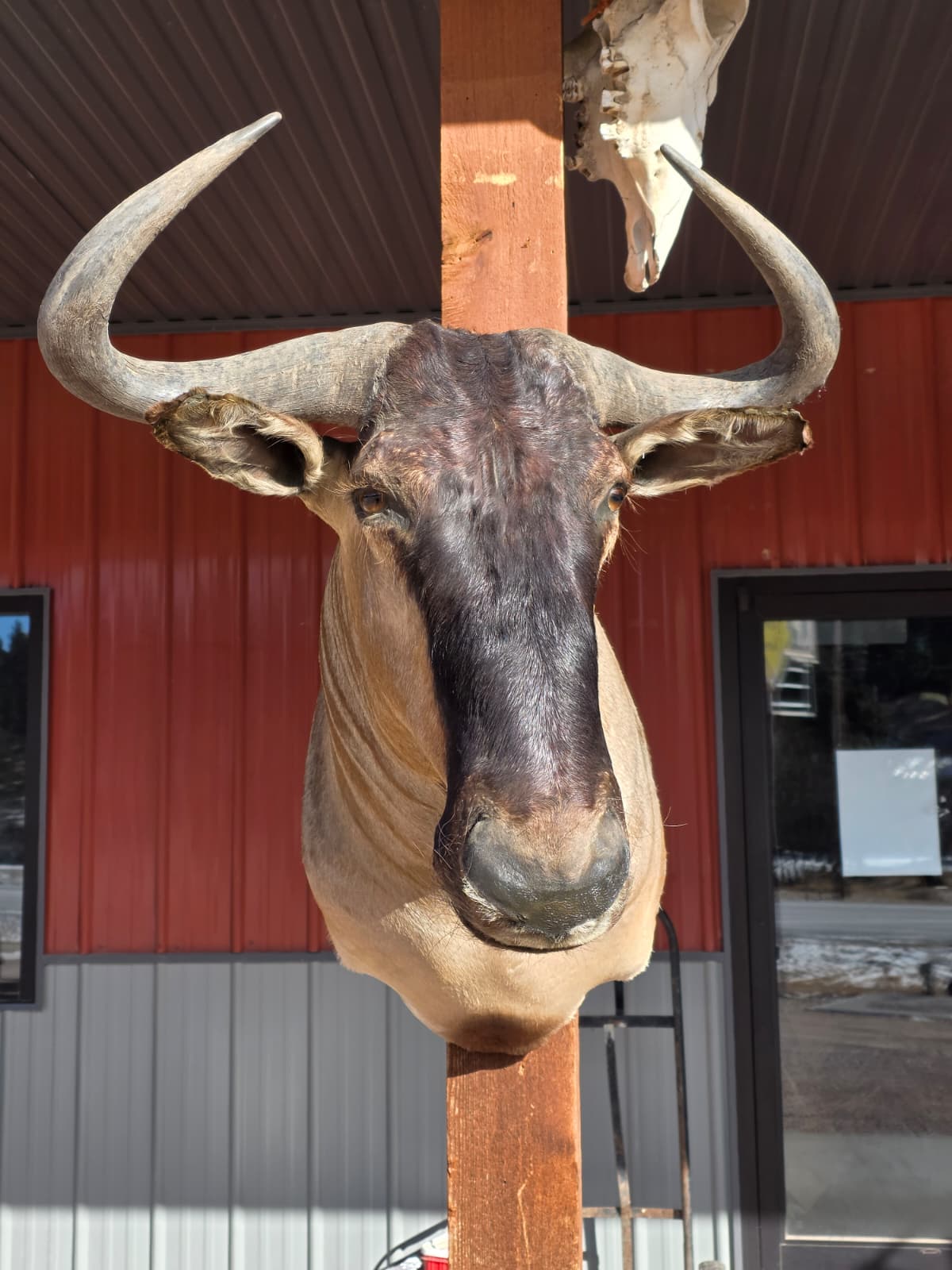 Spl12 - Golden Wildebeest Head Taxidermy