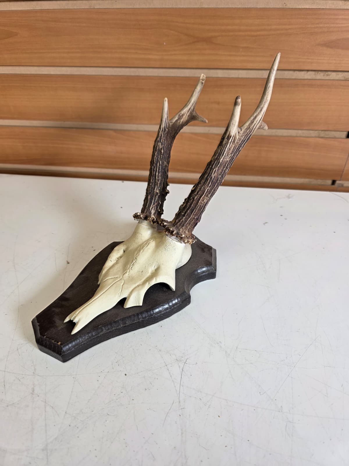 Jtv310 - Roe Deer Upper Skull – Taxidermy Specimen