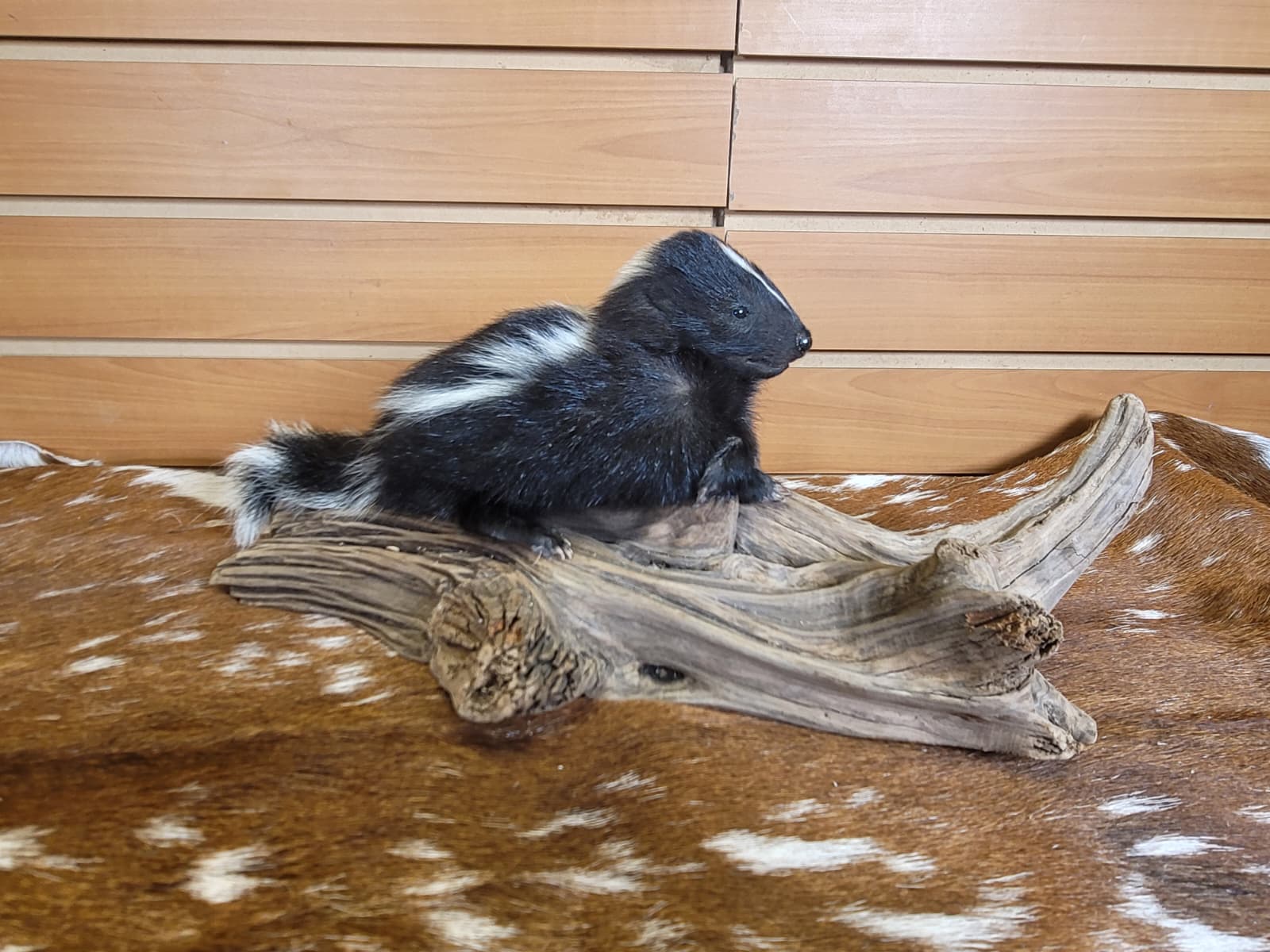 FHSKU312 - Full-Body baby Skunk Taxidermy Mount