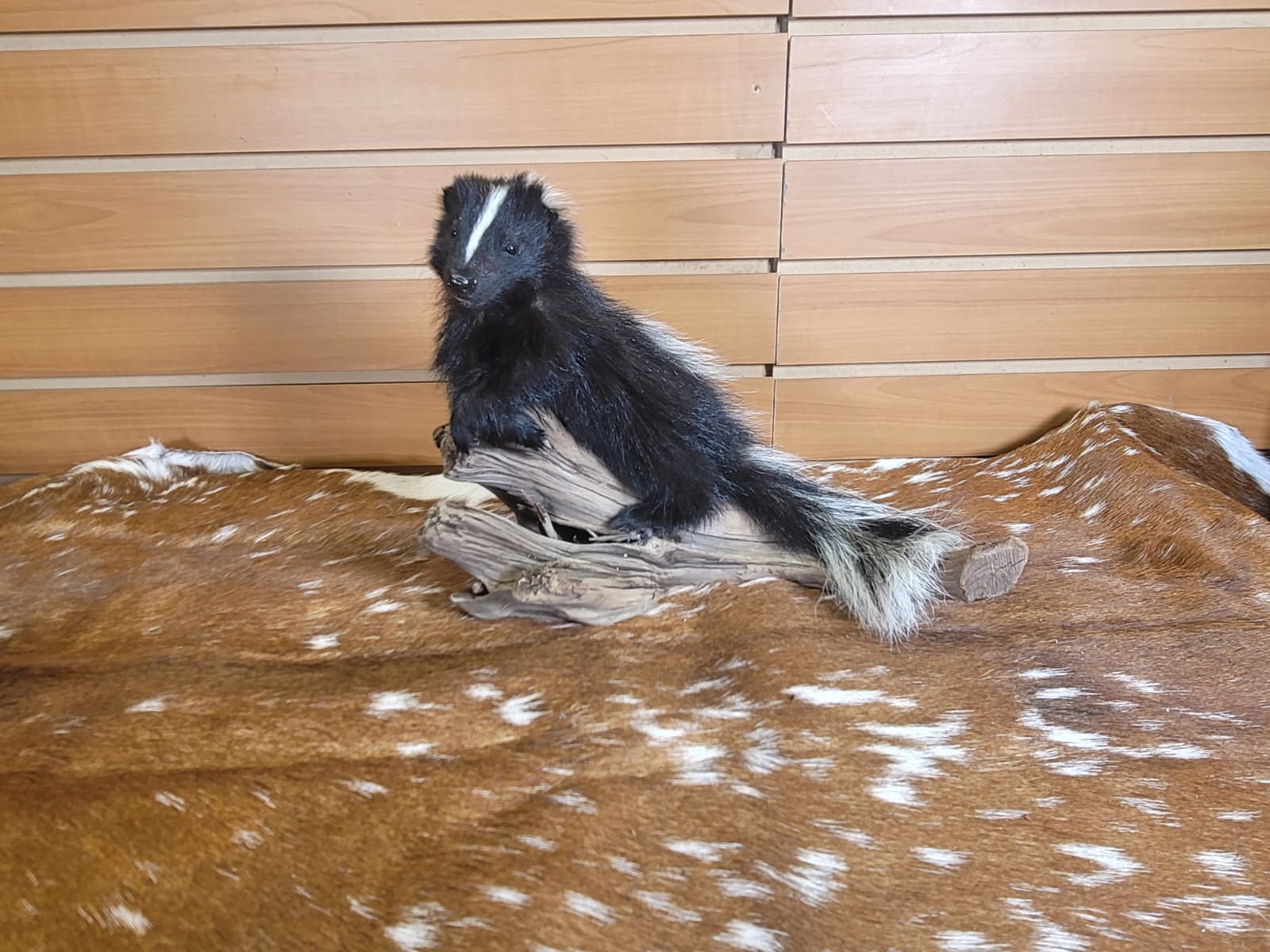 FHSKU308 - Full-Body baby Skunk Taxidermy Mount