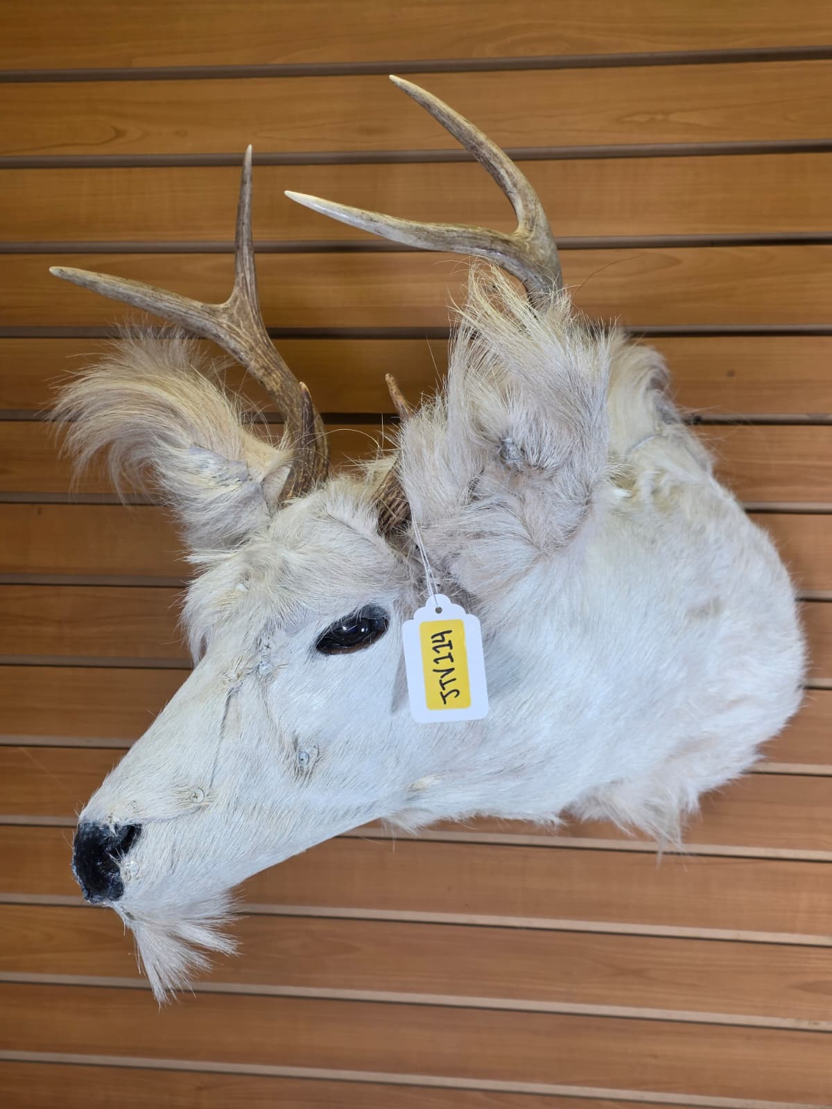 Jtv114 - replica White-Coated Deer with Long Ears – Taxidermy Mount with Branched Antlers