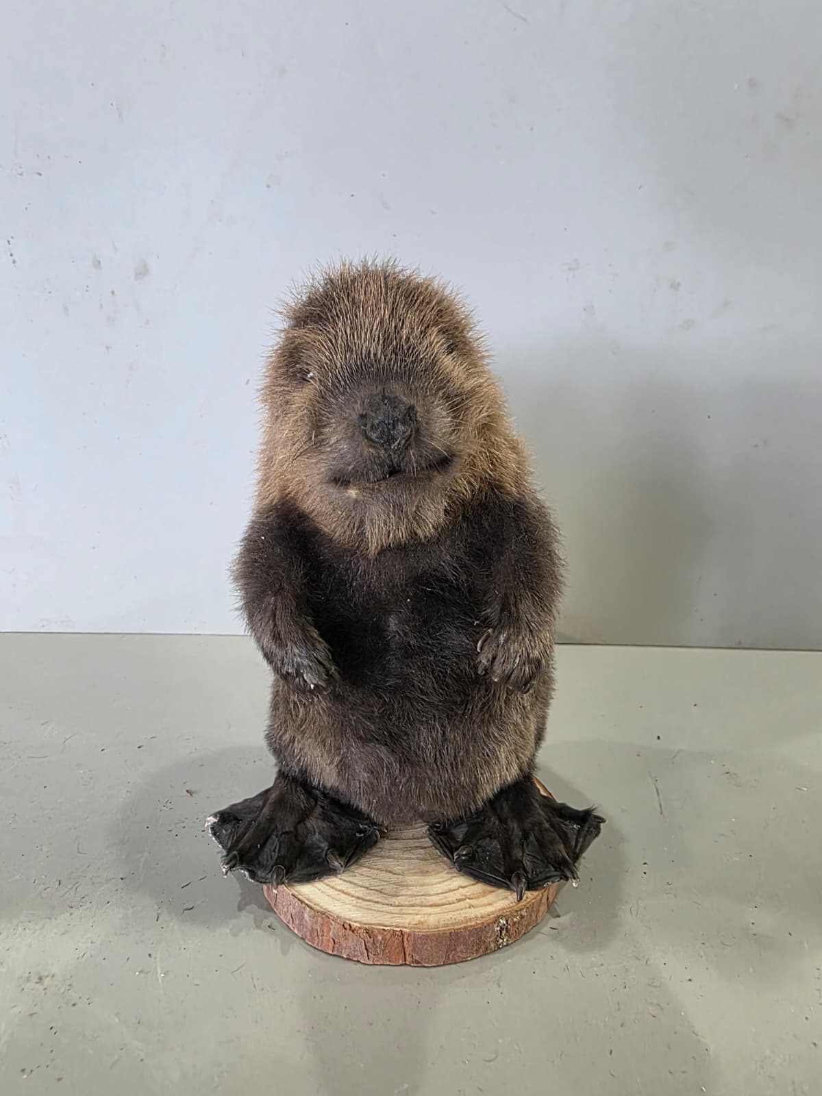 Fhck172 - Baby Beaver Taxidermy Mount – Lifelike Woodland Display