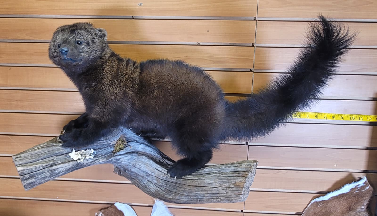 FHPC300 - Fisher – Taxidermy Mount