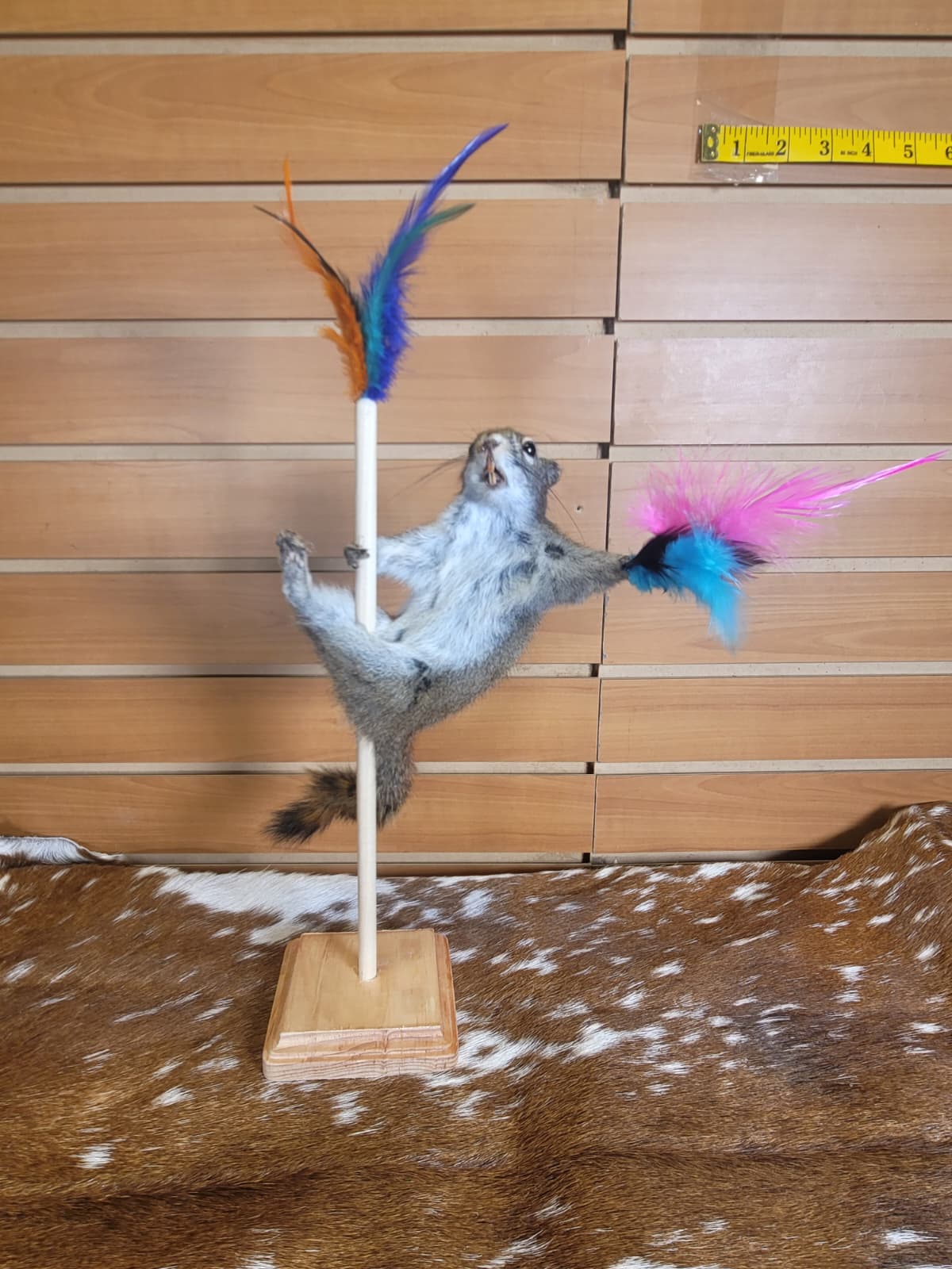 FHSQ302 - Stripping American Red Squirrel Taxidermy Mount