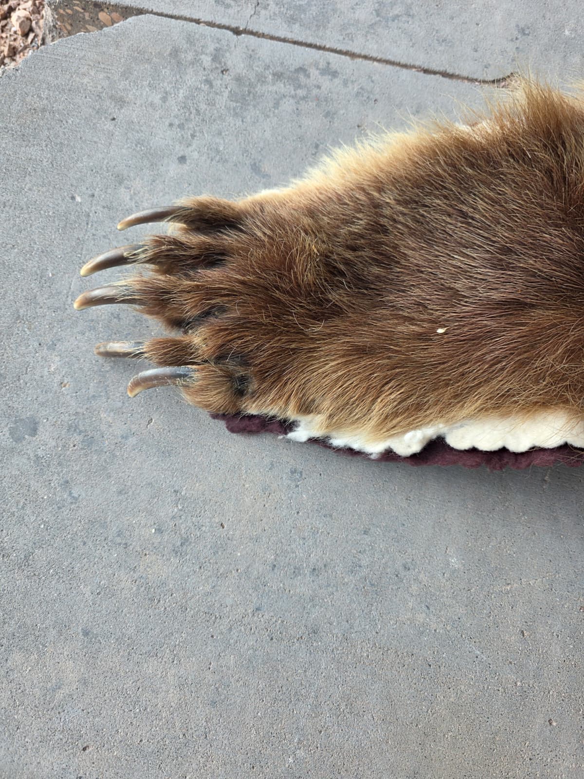 FHAB29 - Griz Taxidermy – Mitchell, SD (Bear Skin)