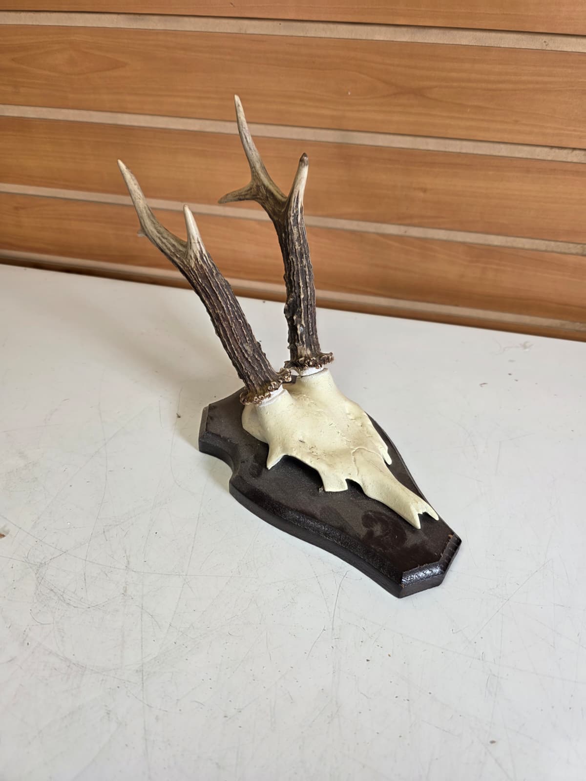 Jtv310 - Roe Deer Upper Skull – Taxidermy Specimen