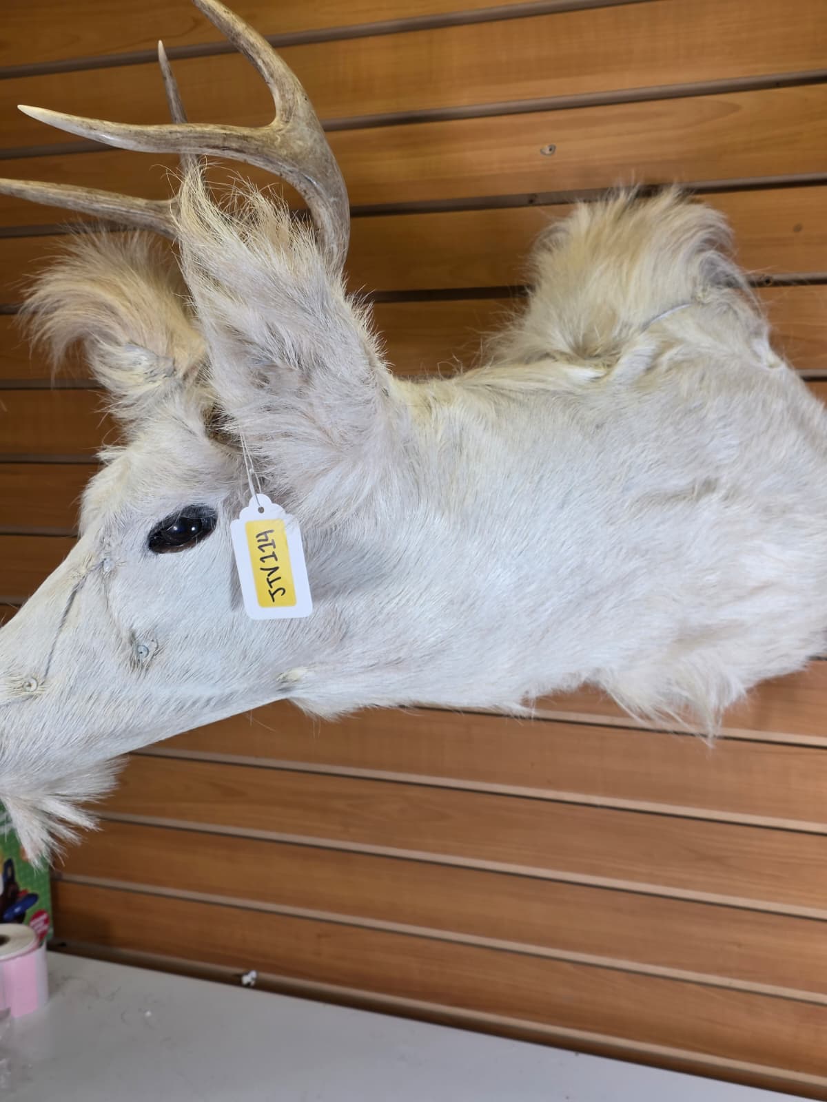 Jtv114 - replica White-Coated Deer with Long Ears – Taxidermy Mount with Branched Antlers