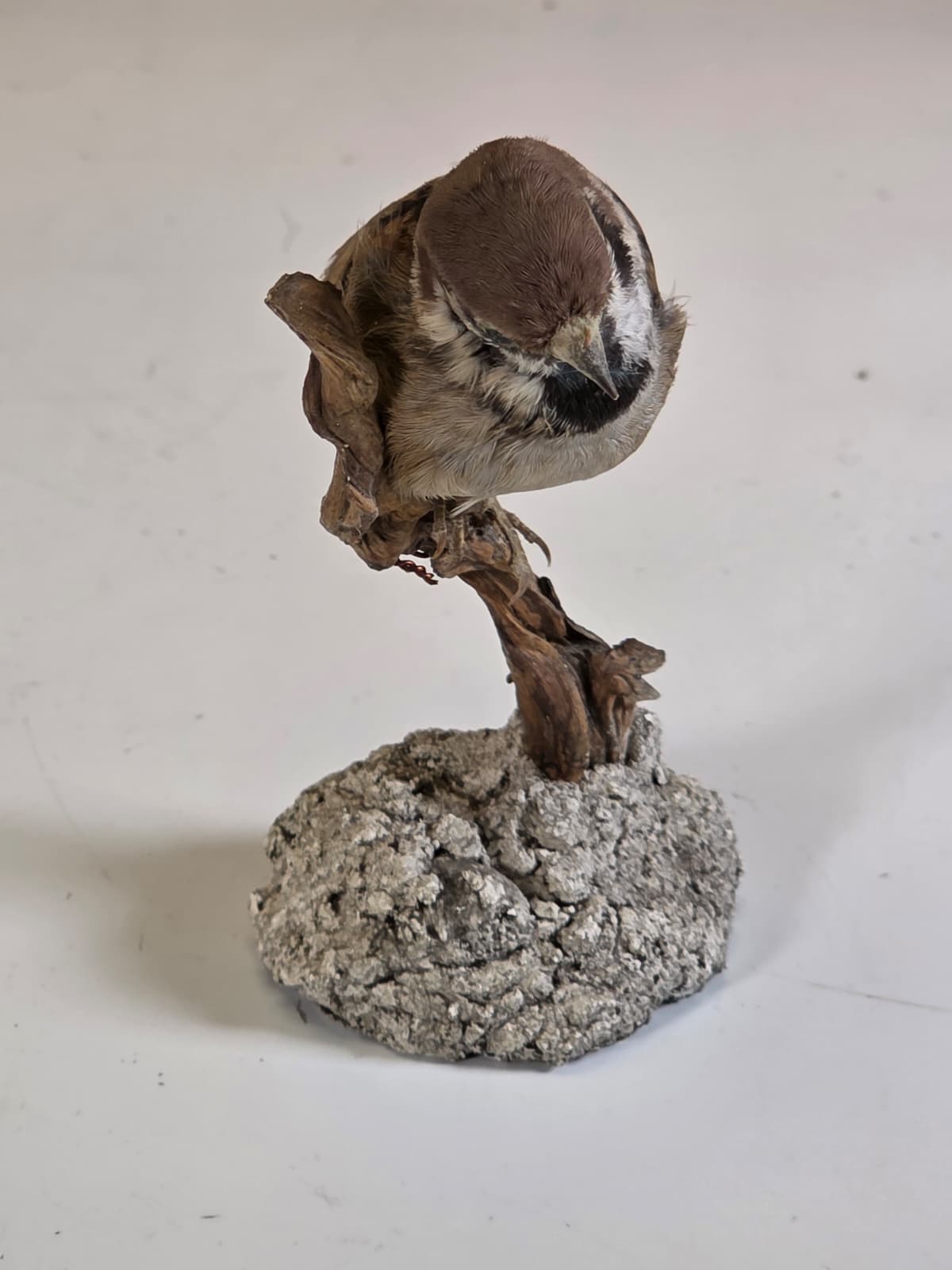Jtv319 - Eurasian Tree Sparrow – Lifelike Taxidermy Mount