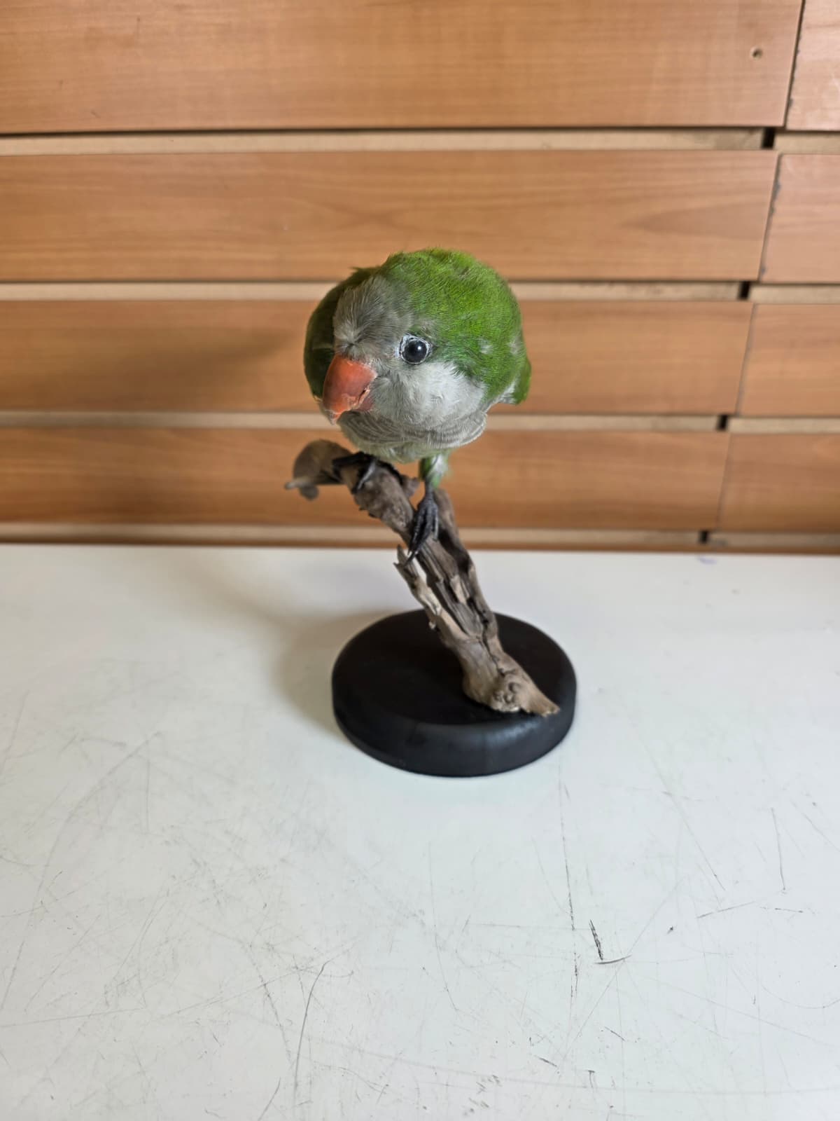 Fhyen12 - Quaker Parrot Taxidermy Mount – Lifelike Display Piece